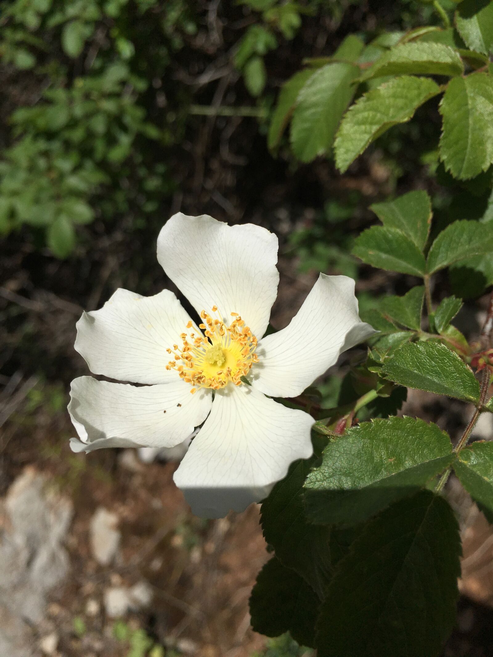 Apple iPhone 6s Plus sample photo. Flower, nature, spring photography