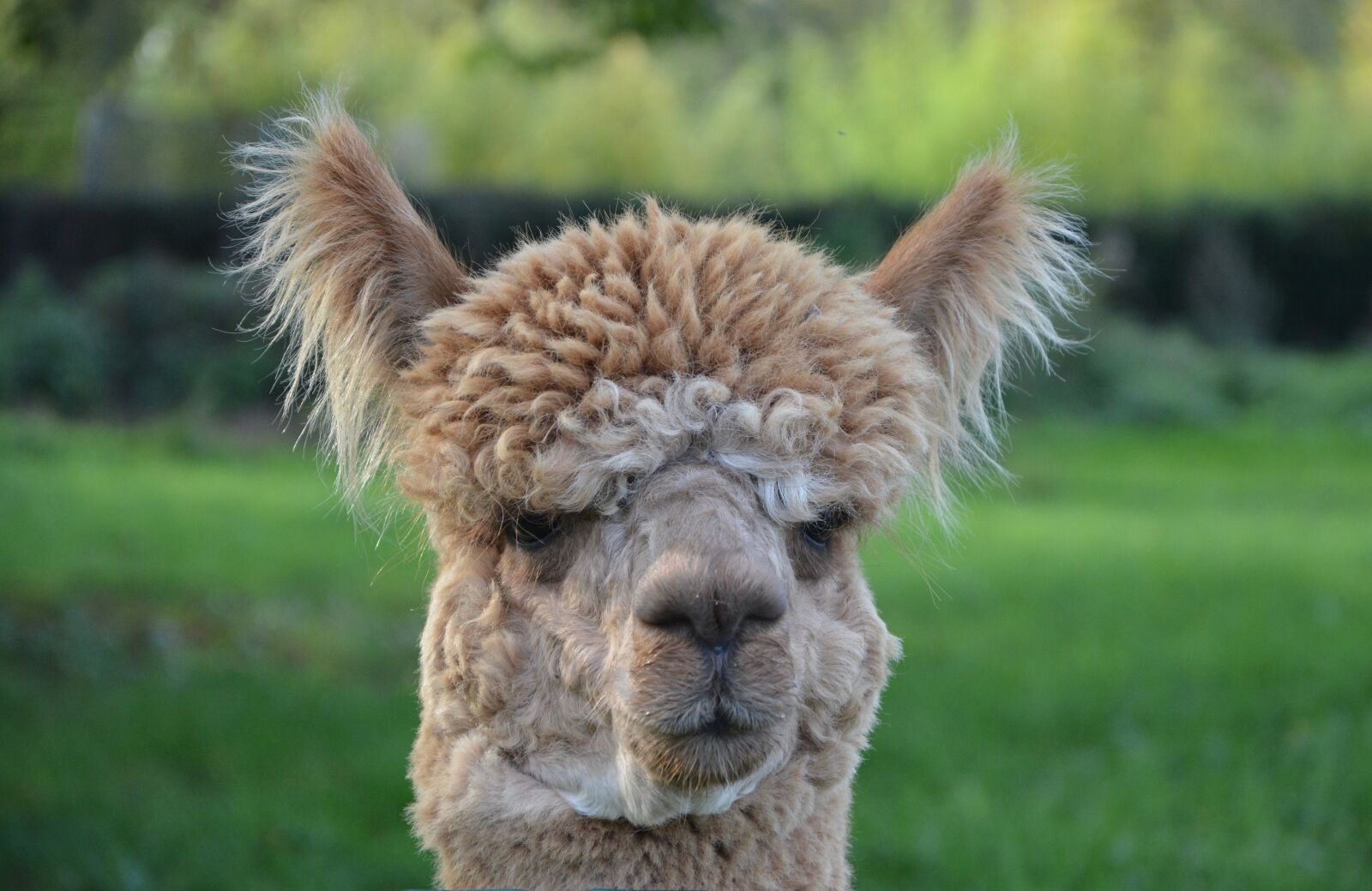 Nikon D5200 sample photo. Lama, lama head to photography