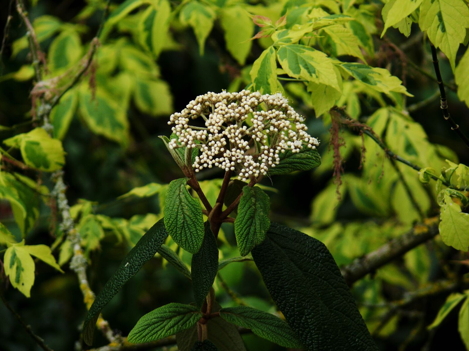 Leica V-LUX 1 sample photo. Blossom, bloom, bush photography