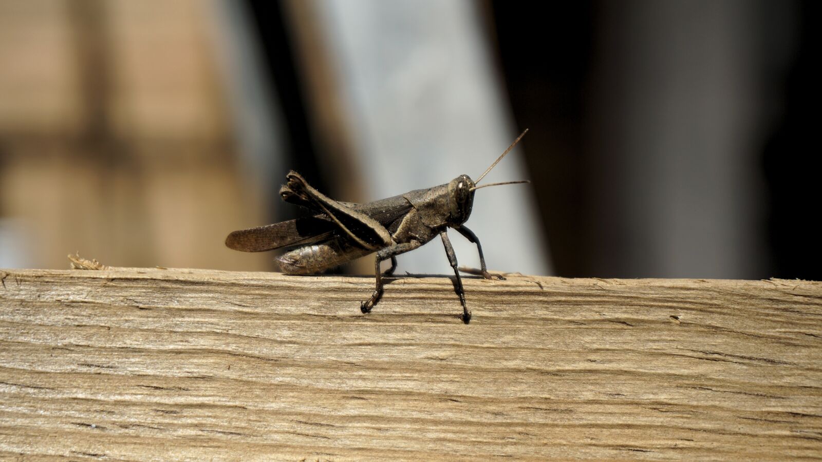 Sony E 16-50mm F3.5-5.6 PZ OSS sample photo. Cricket, insect, board photography