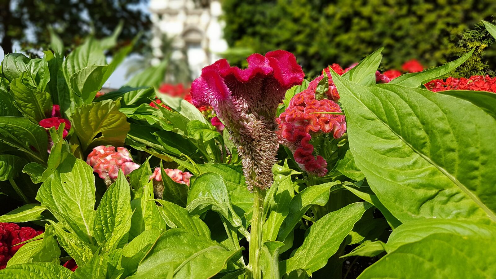 Samsung Galaxy S7 Edge sample photo