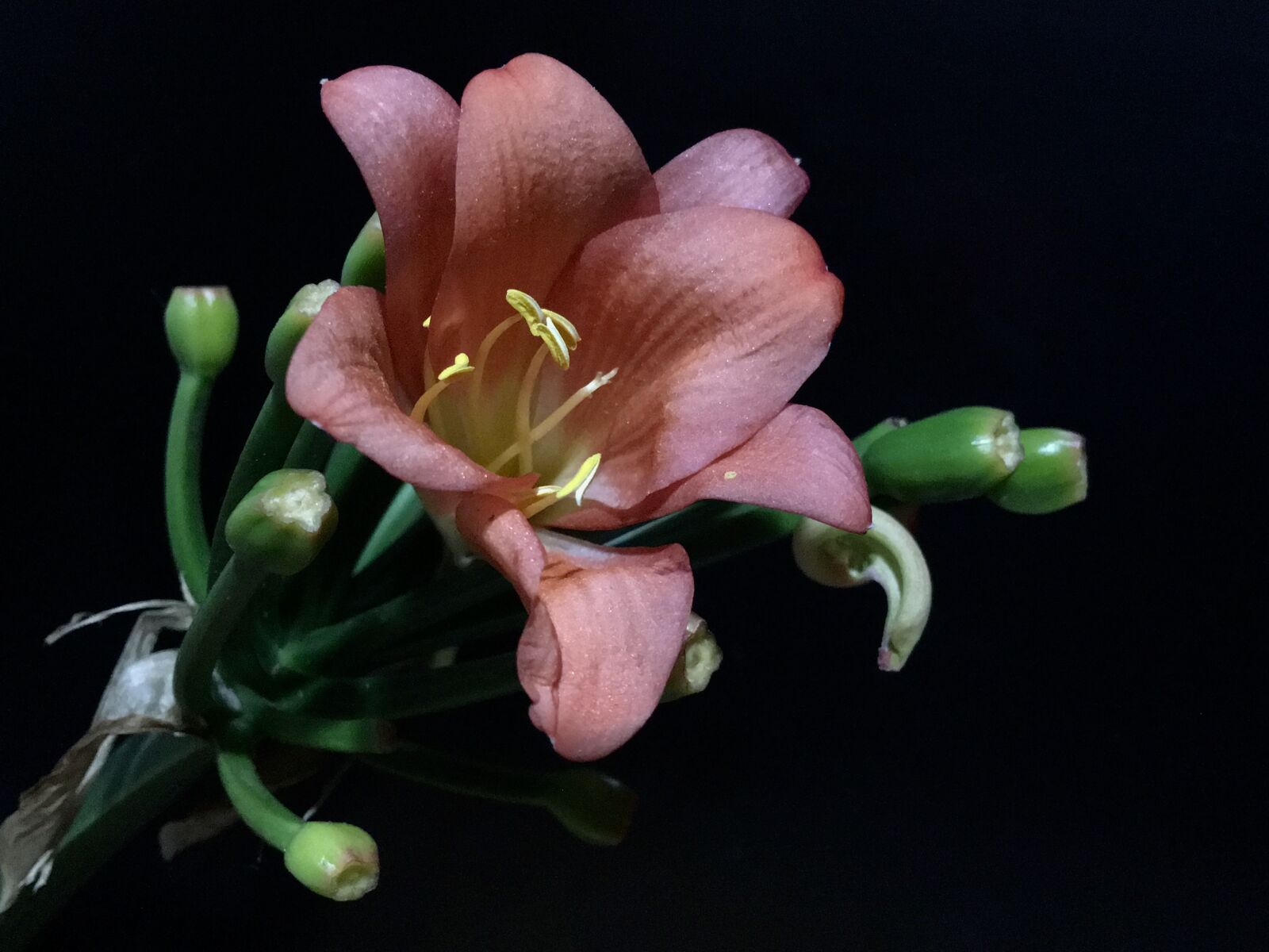 iPhone 6s Plus back camera 4.15mm f/2.2 sample photo. Orange flower, petals orange photography