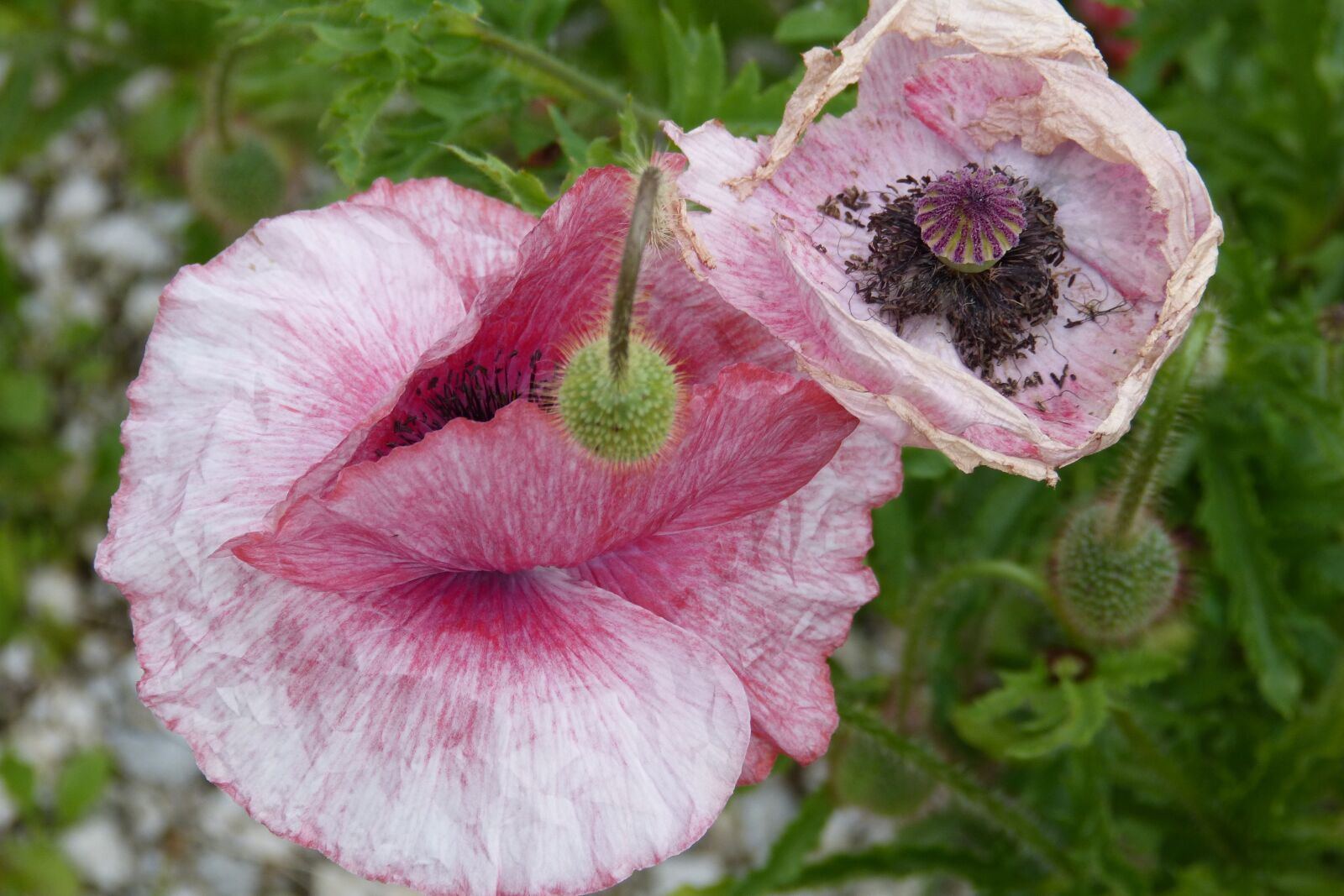 Panasonic DMC-FZ62 sample photo. Poppy, poppy capsule, withered photography