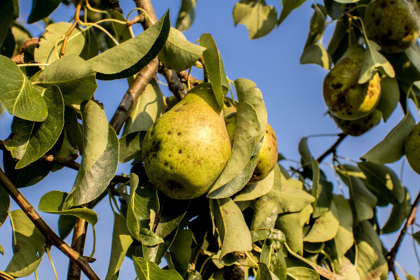 Nikon D3300 sample photo. Pear, tree, nature photography