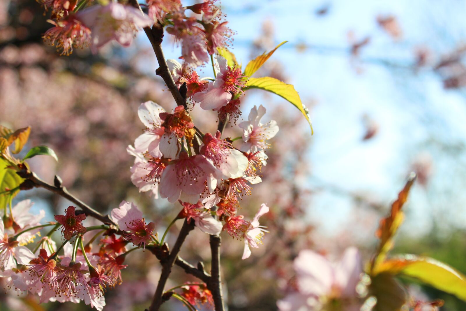Canon EOS 600D (Rebel EOS T3i / EOS Kiss X5) sample photo. Flowers, flower, cherry photography