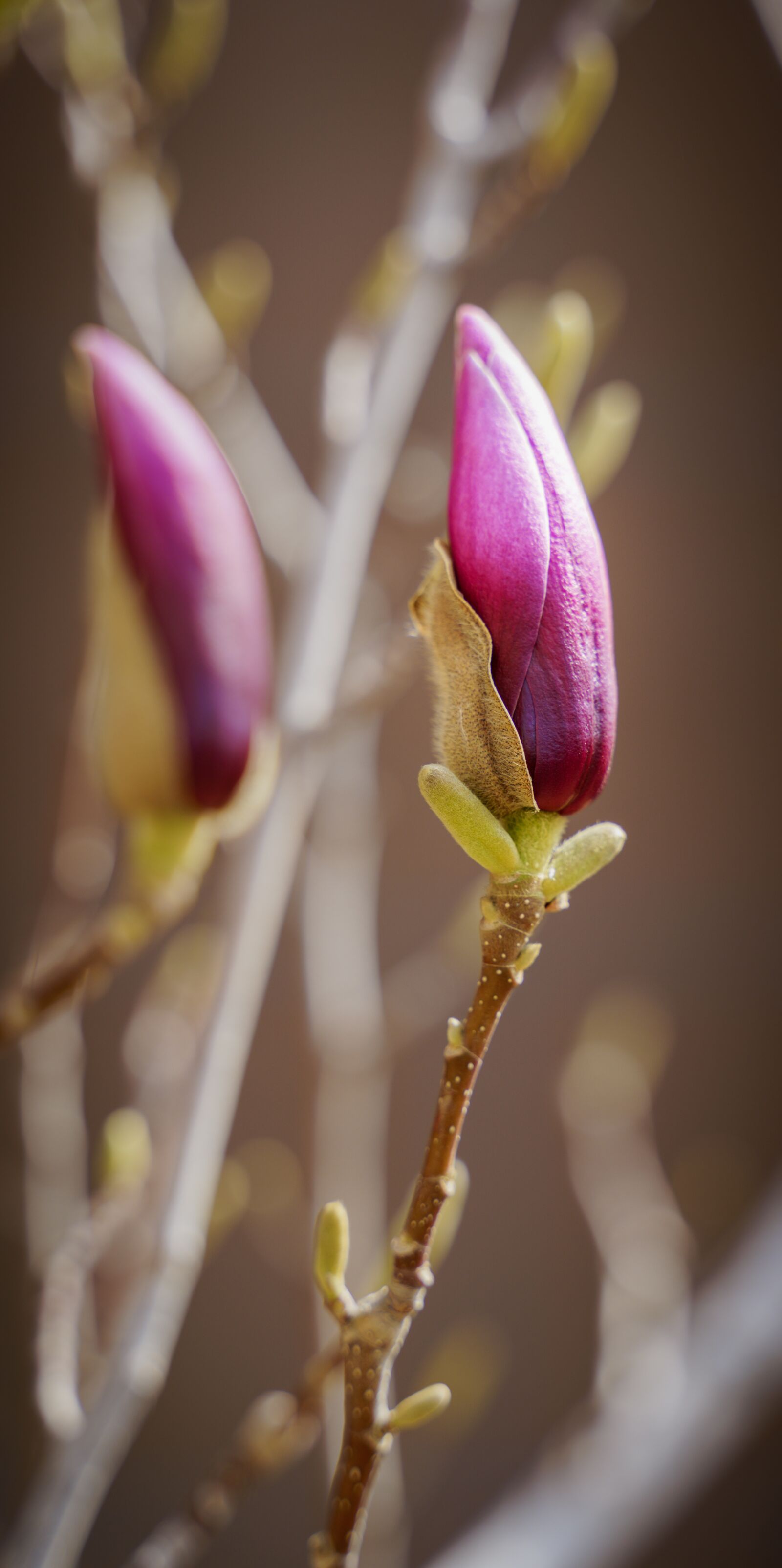 Sony a7 III + Tamron 28-75mm F2.8 Di III RXD sample photo. Magnolia, plant, spring photography