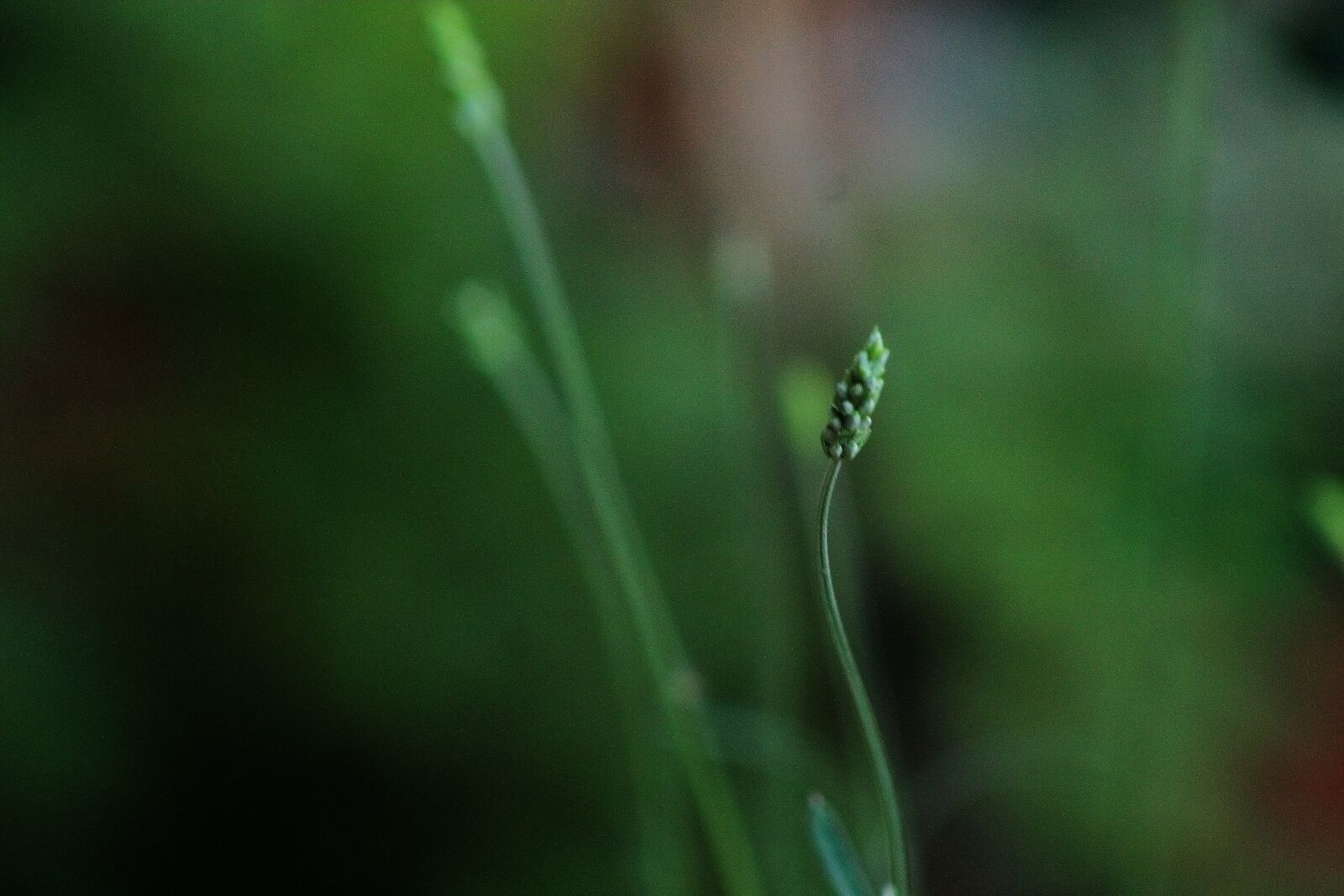 Canon EF75-300mm f/4-5.6 sample photo. Lavender, flower, green photography