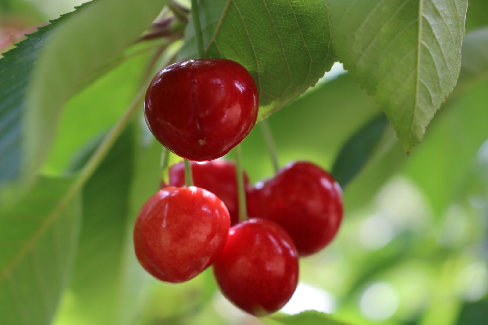 Canon EOS 750D (EOS Rebel T6i / EOS Kiss X8i) sample photo. Cherry, leaves, green photography