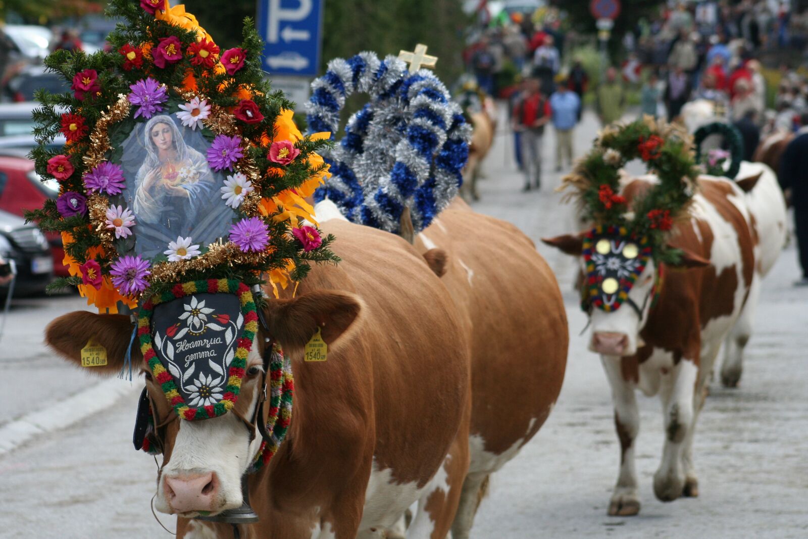 Canon EOS 350D (EOS Digital Rebel XT / EOS Kiss Digital N) sample photo. Cow, almabtrieb, tradition photography