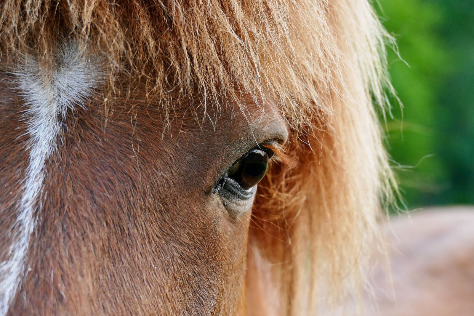 Panasonic Lumix DMC-FZ1000 sample photo. Horse, haflinger, animal photography