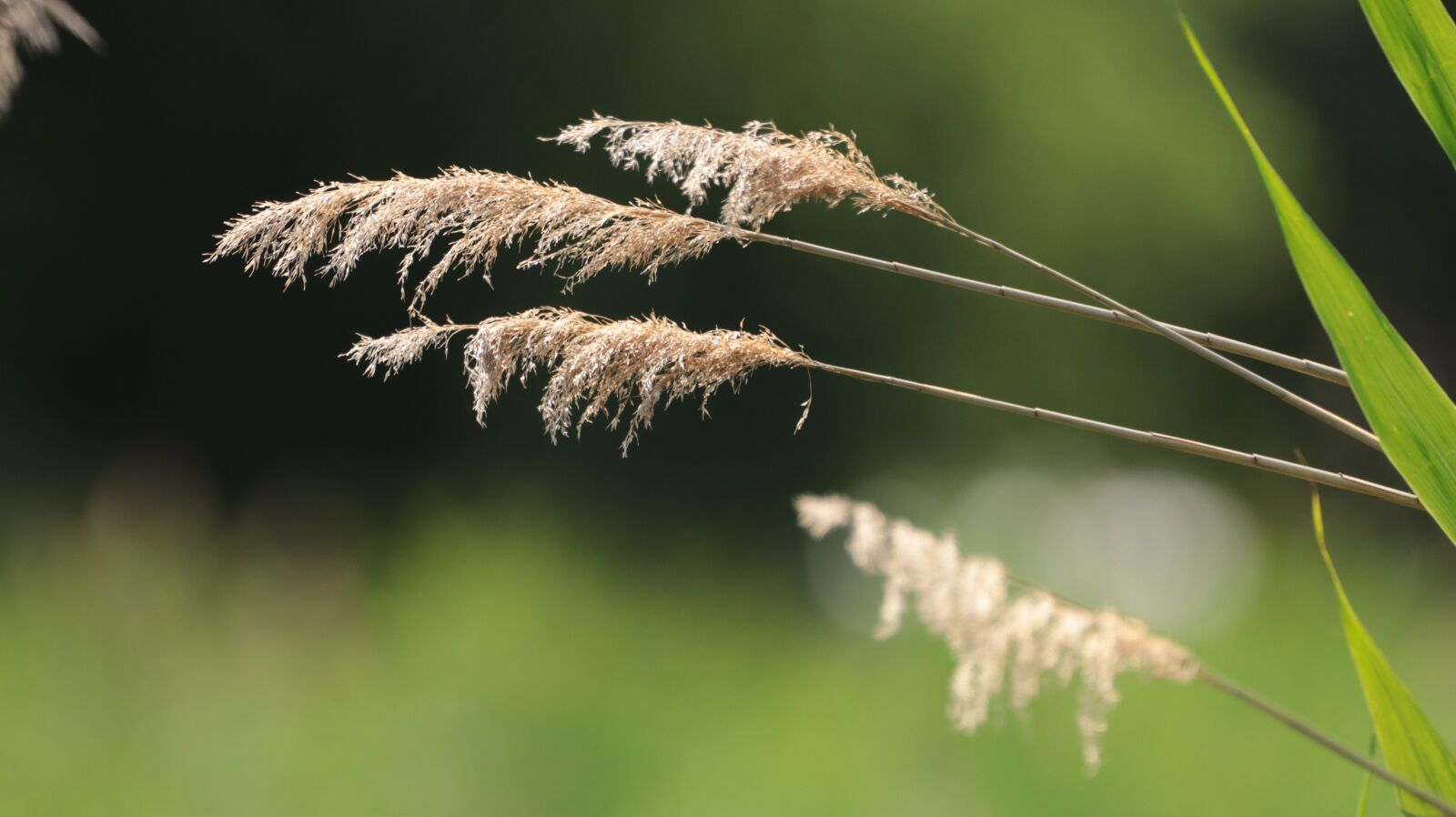 150-600mm F5-6.3 DG OS HSM | Contemporary 015 sample photo. Reed, bank, nature photography