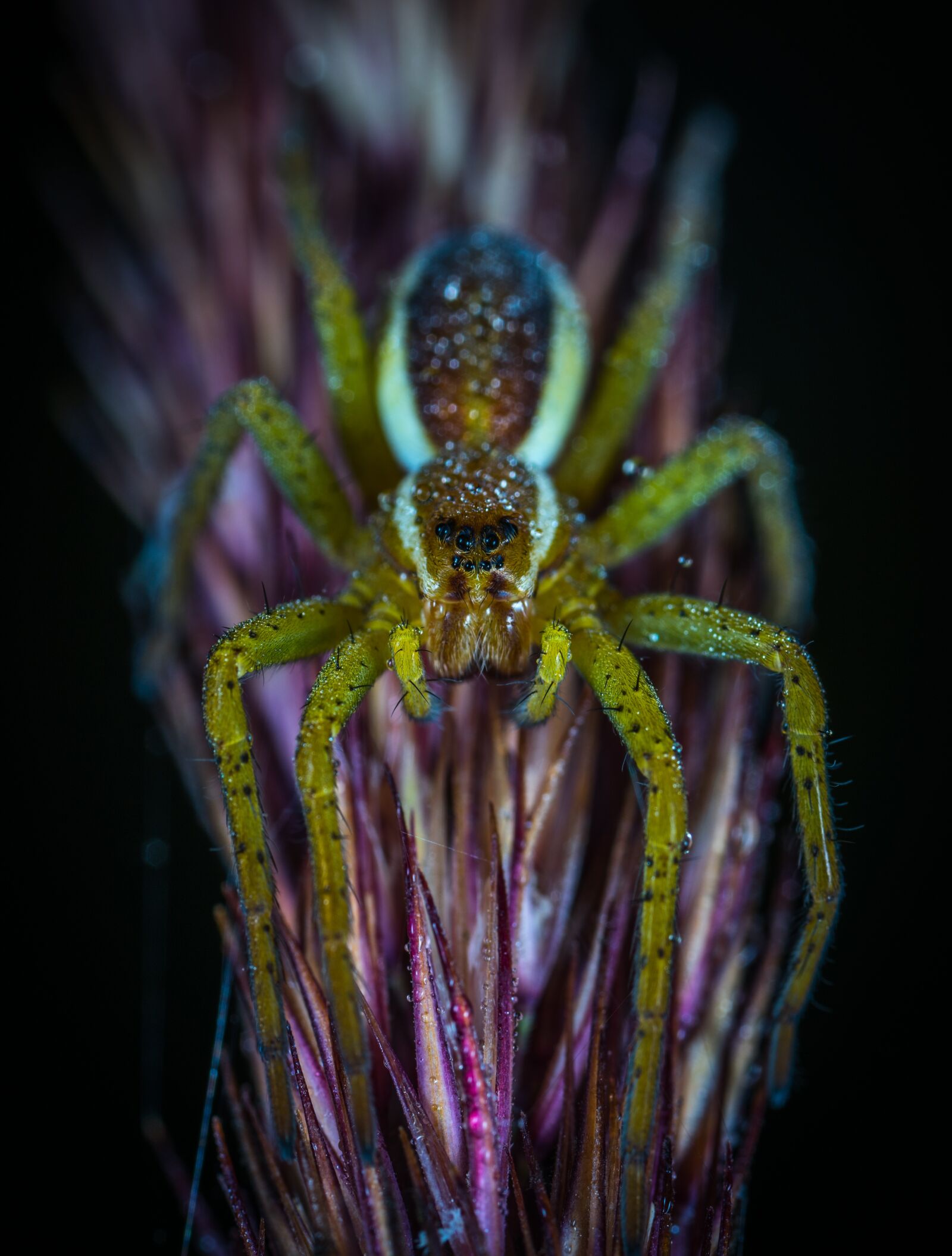 #124 65/2.8 sample photo. Bespozvonochnoe, no one, spider photography
