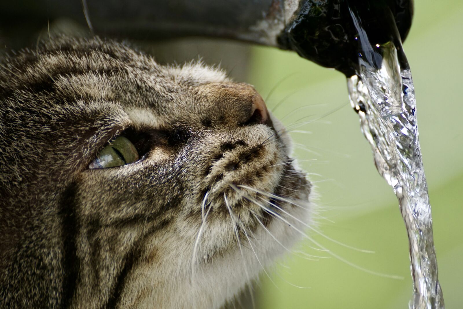 Sony DT 55-300mm F4.5-5.6 SAM sample photo. Cat, getiegert, tiger photography