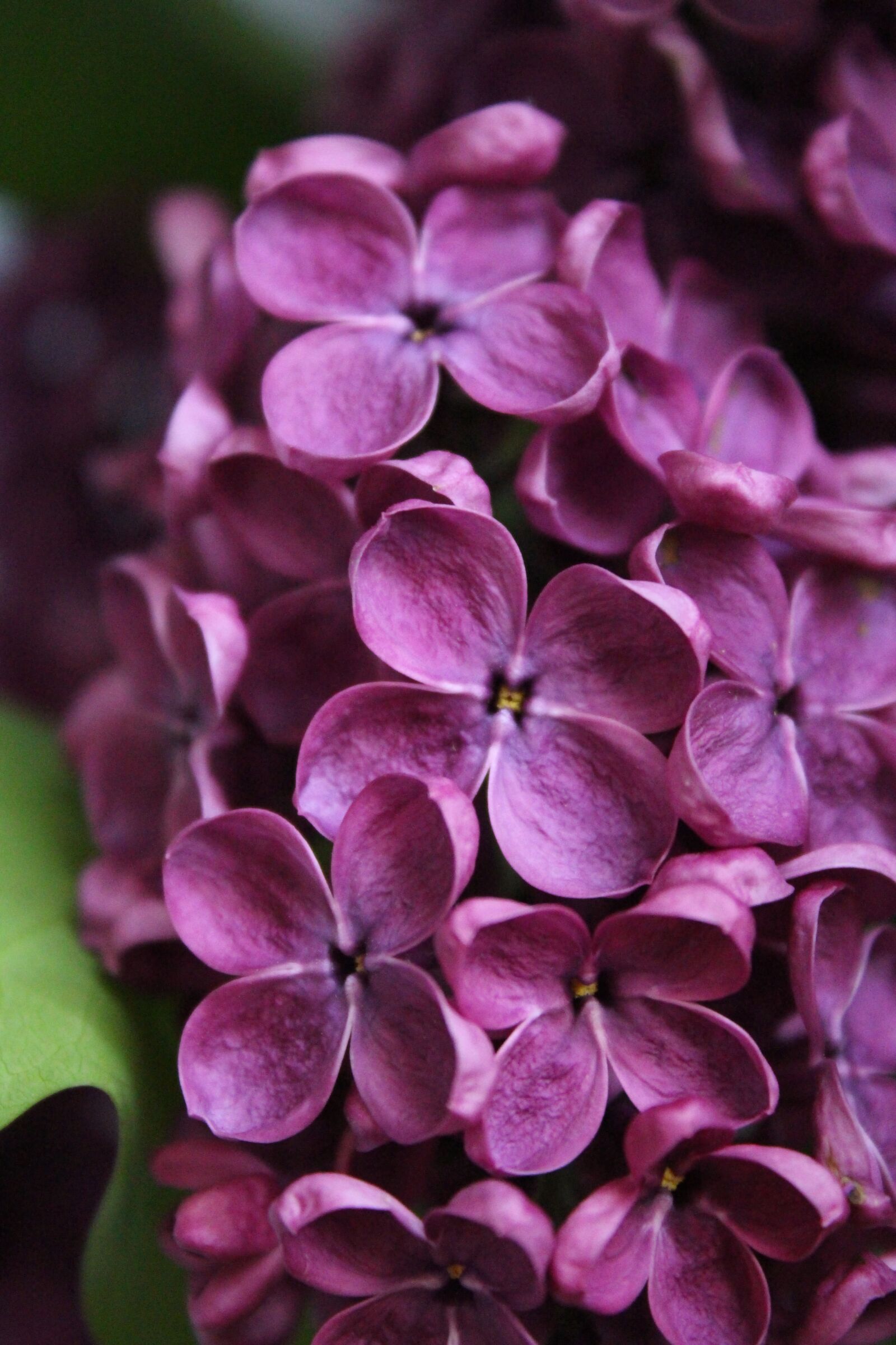 Canon EOS 100D (EOS Rebel SL1 / EOS Kiss X7) sample photo. Lilac, flower, nature photography
