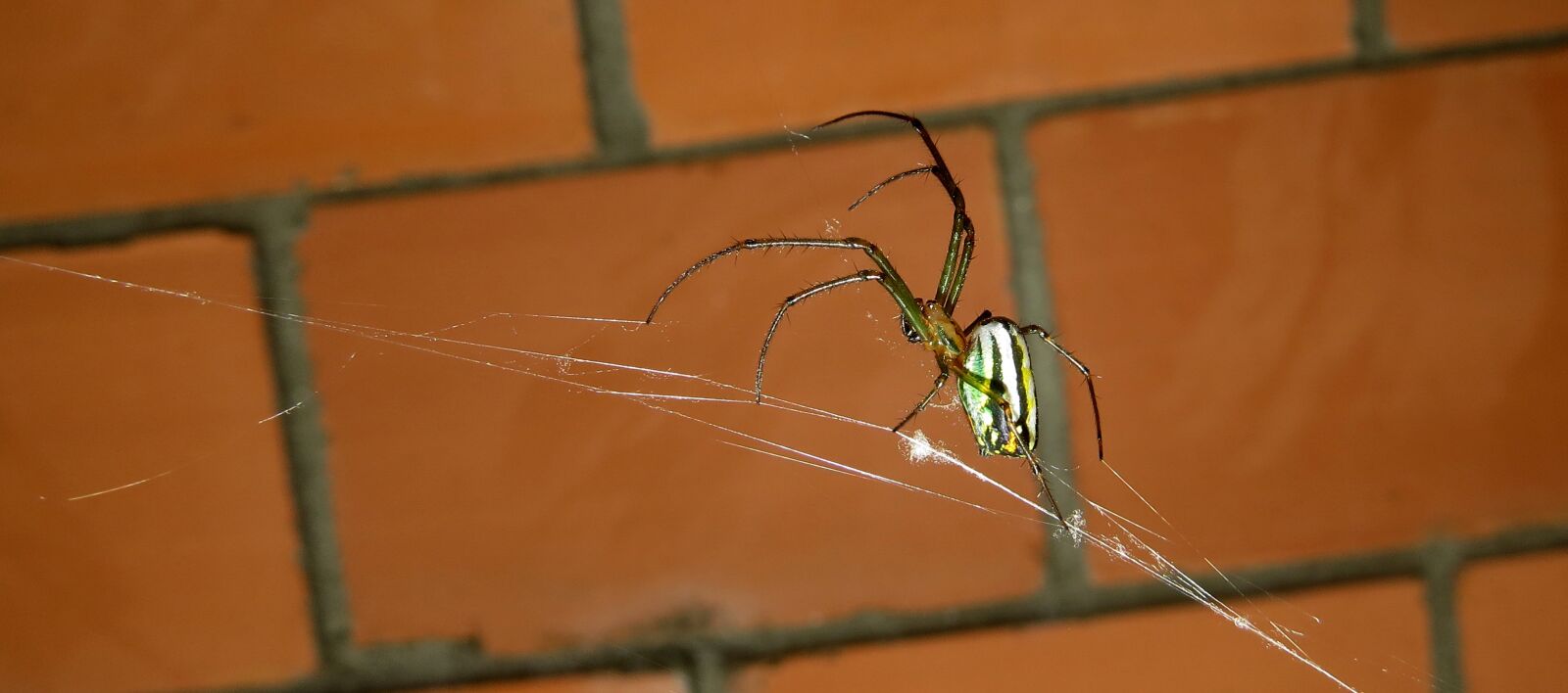 Canon PowerShot SX50 HS sample photo. Nature, web, spider photography