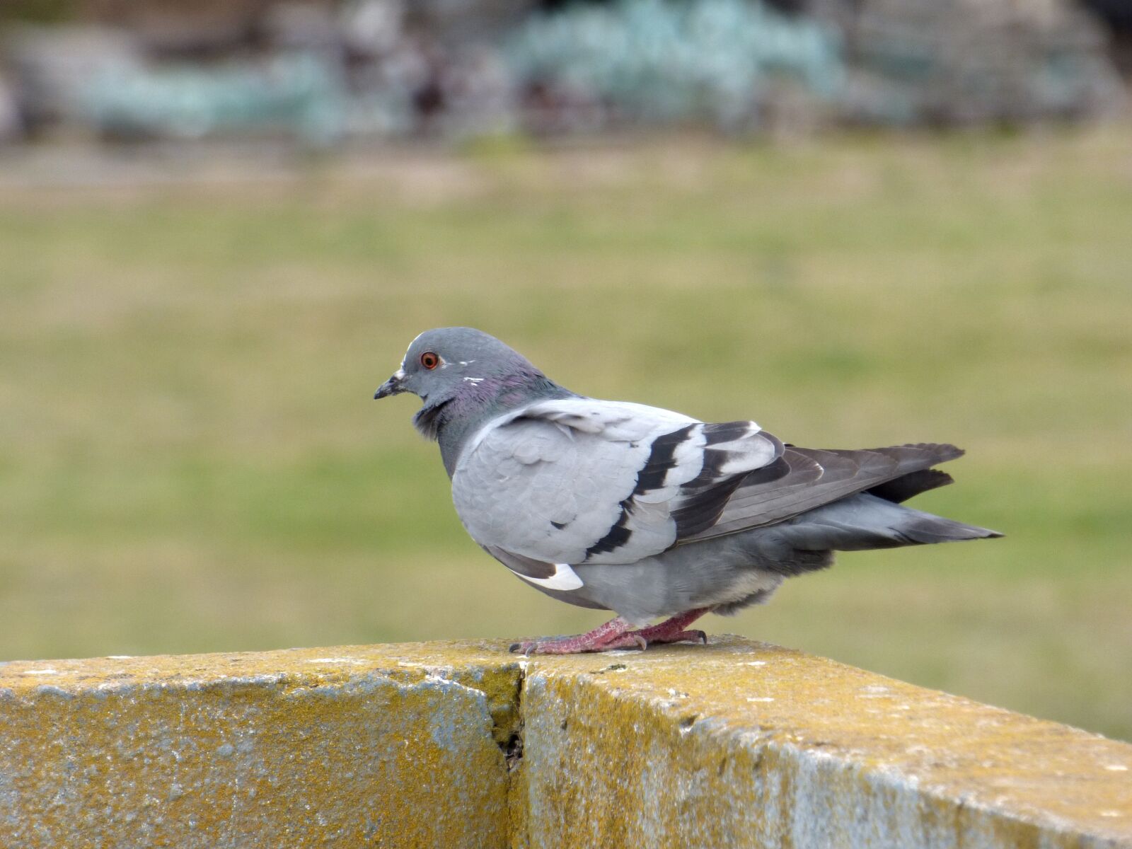 Panasonic Lumix DMC-FZ70 sample photo. Paloma, ave, bird photography