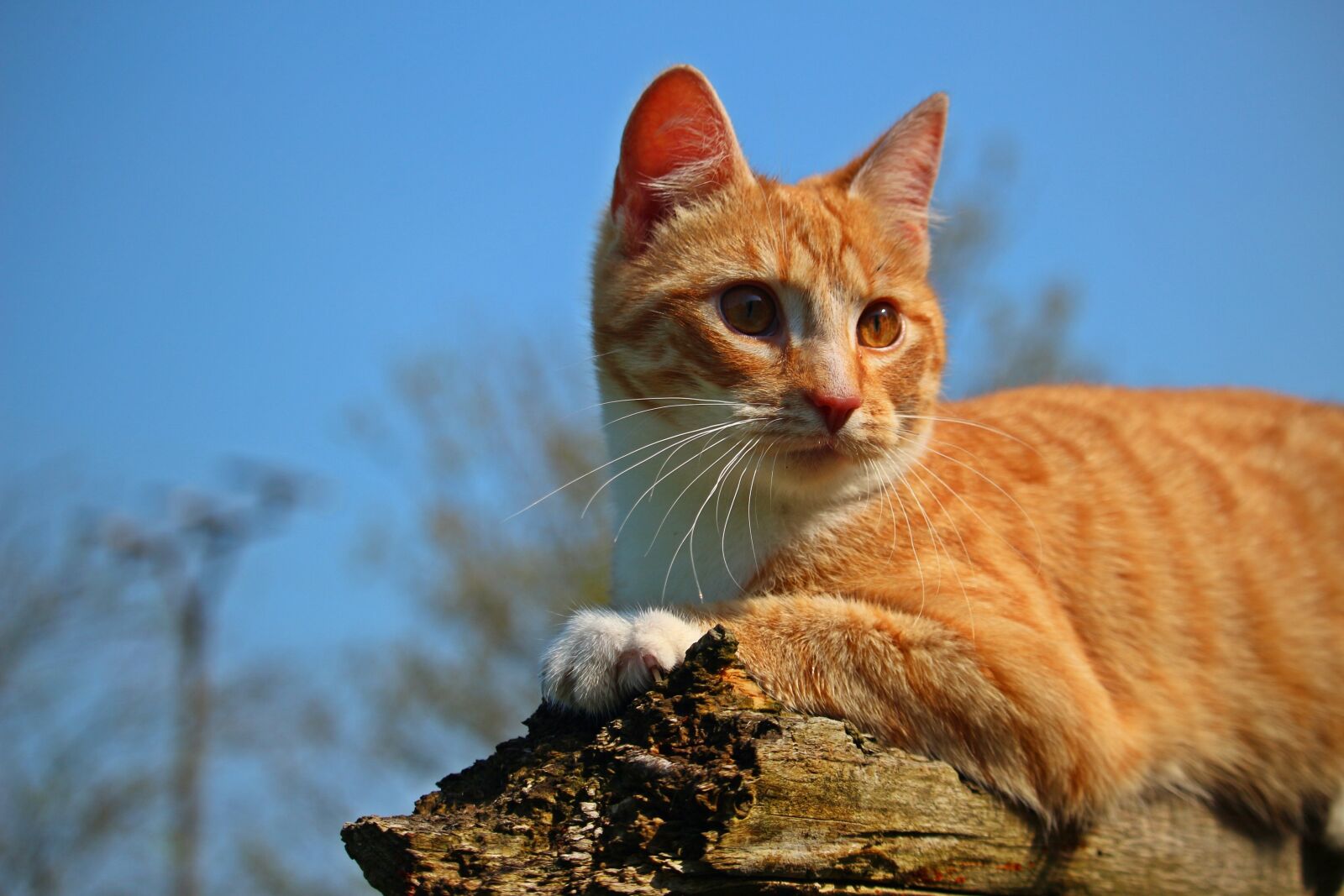 Canon EOS 100D (EOS Rebel SL1 / EOS Kiss X7) sample photo. Cat, kitten, mieze photography