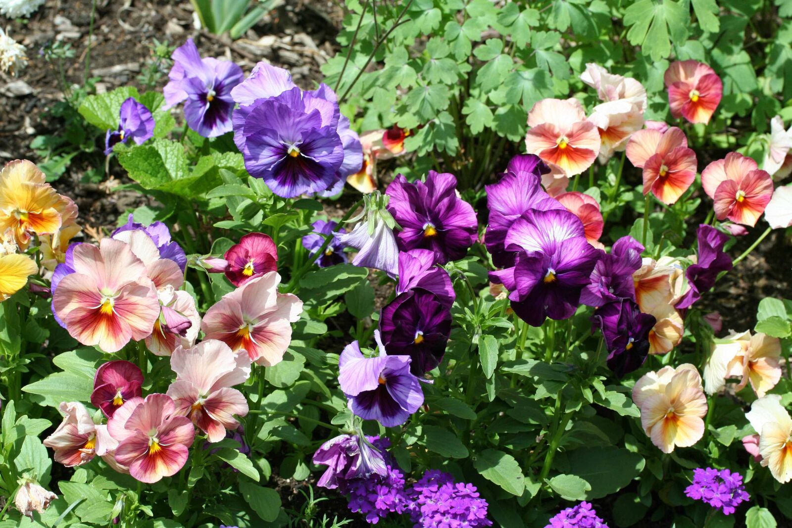 Canon EOS 350D (EOS Digital Rebel XT / EOS Kiss Digital N) sample photo. Viola, pansy, pansies photography