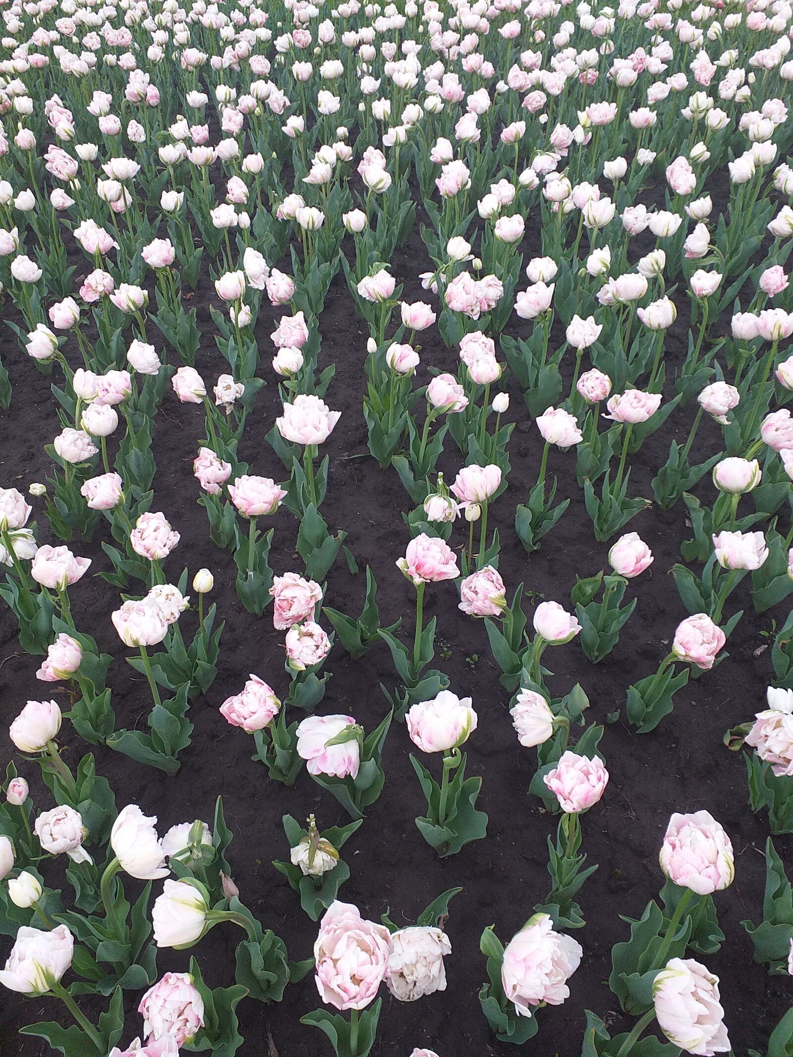 Samsung Galaxy J6+ sample photo. Flowers, tulips, white tulips photography