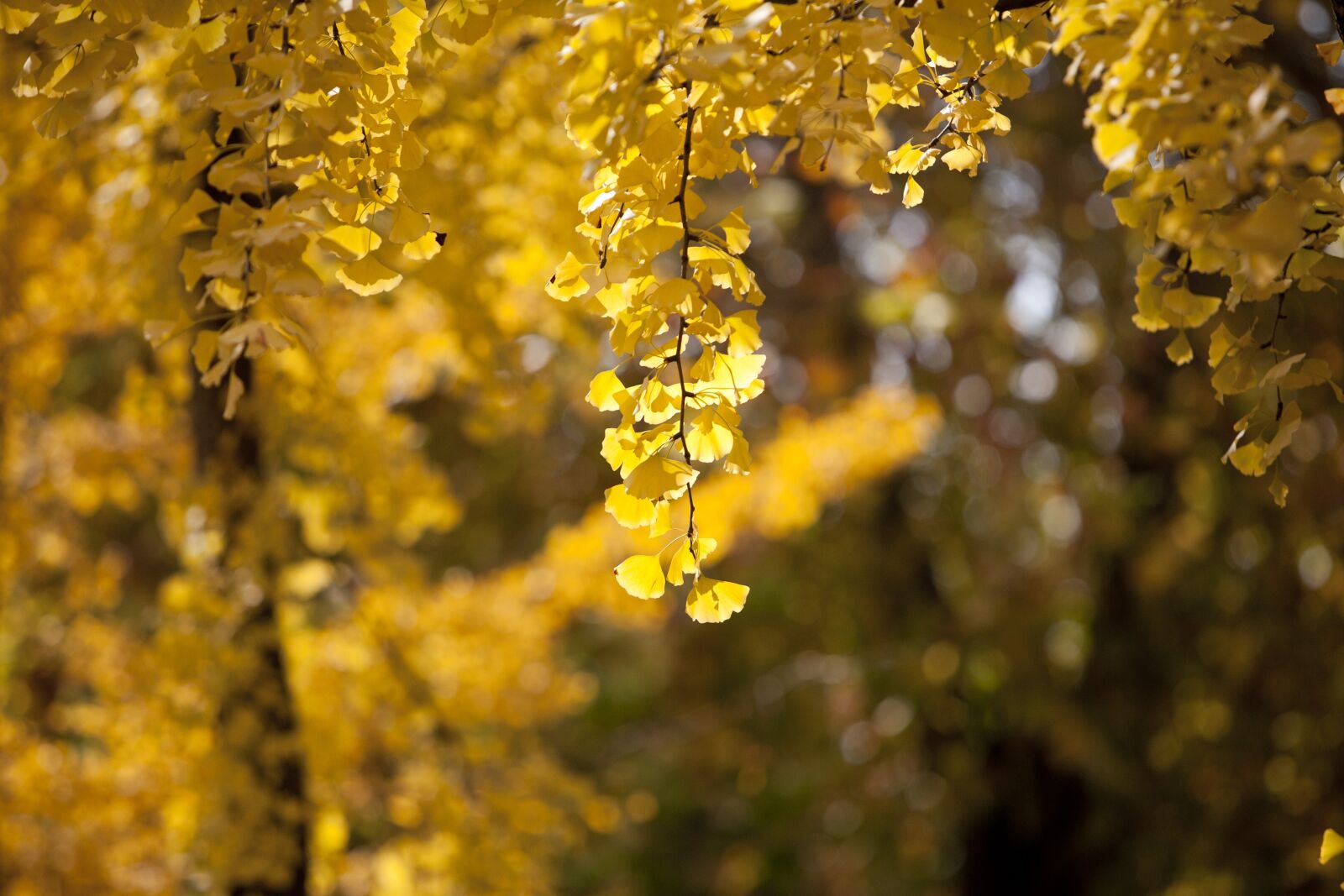 Canon EOS 5D sample photo. Ginkgo, autumn, leaves photography