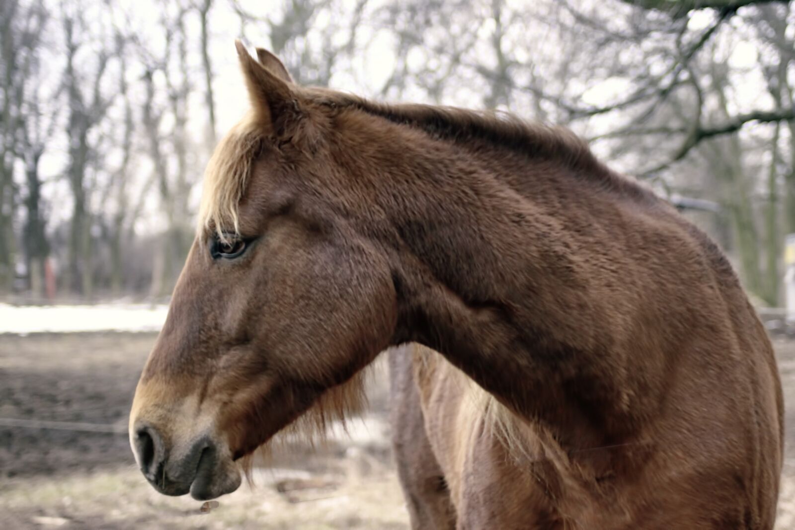 Canon EOS 600D (Rebel EOS T3i / EOS Kiss X5) sample photo. Horse, brown, winter photography