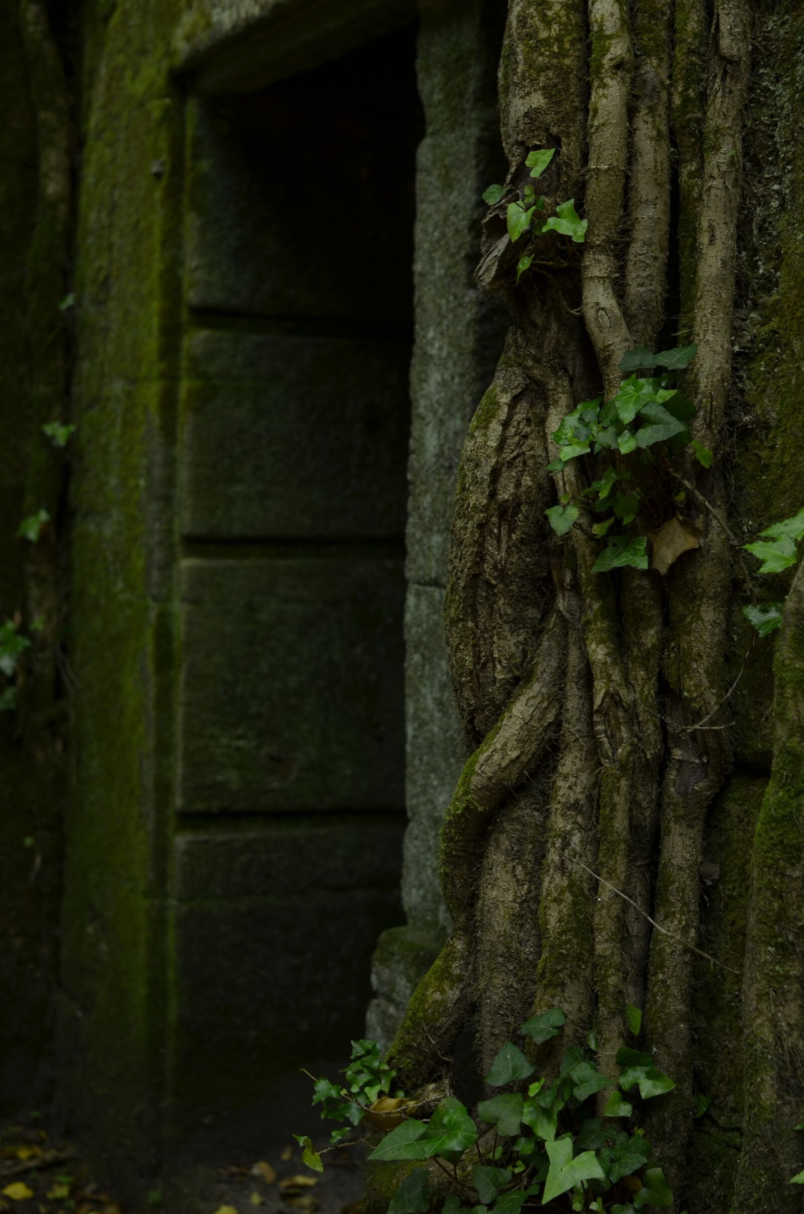 Nikon D5100 sample photo. Nature, ruins, green photography