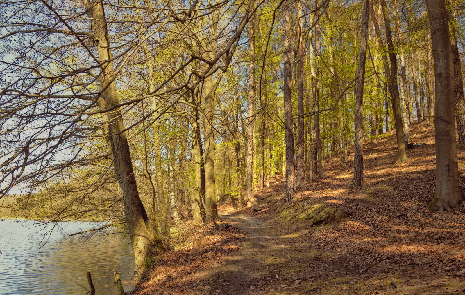 Nikon D5600 sample photo. Forest, forest path, trail photography