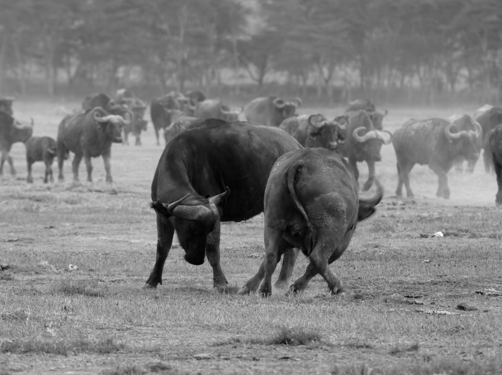 Canon EF 28-300mm F3.5-5.6L IS USM sample photo. Wildlife, kenya, masai mara photography