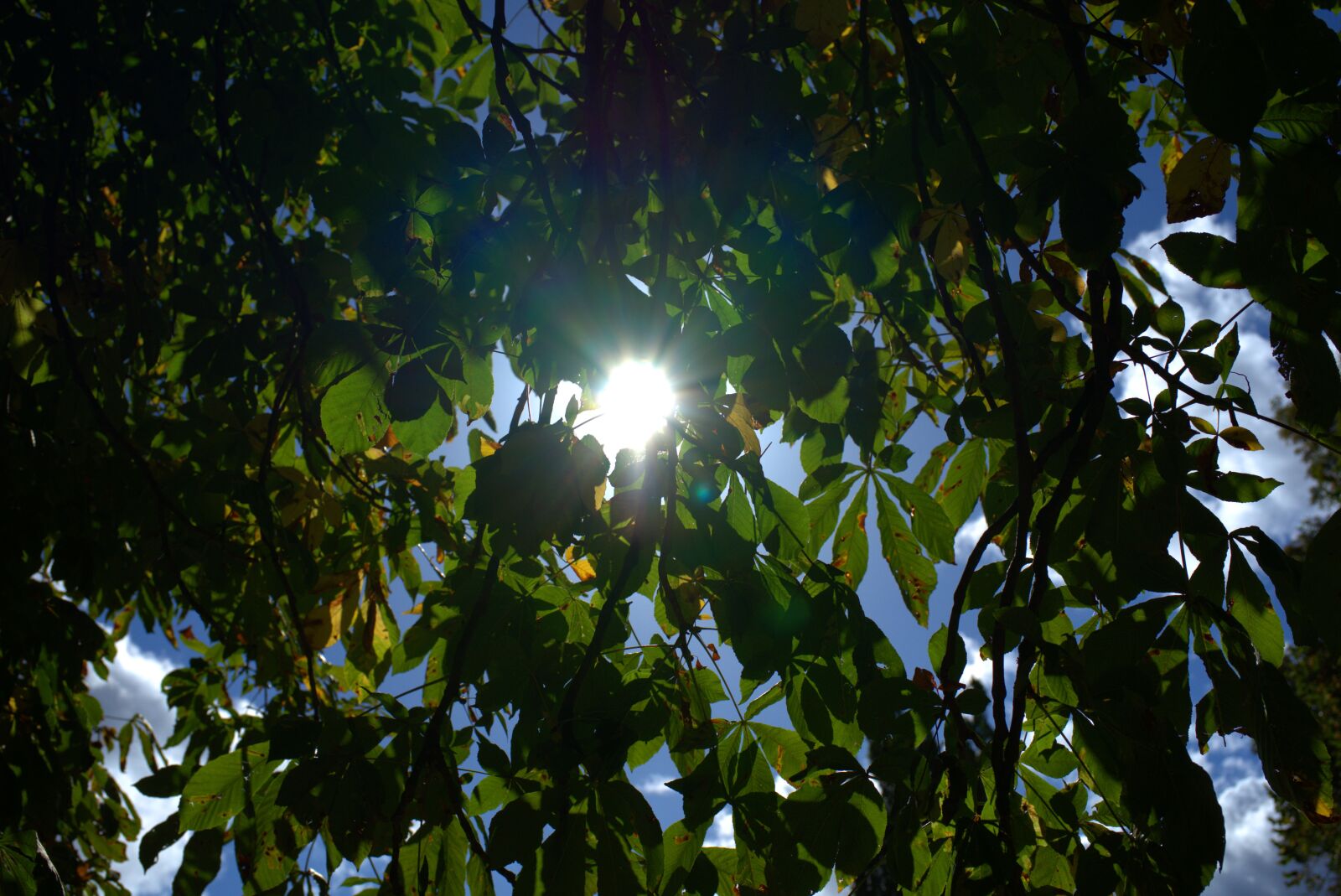 Sony FE 50mm F2.8 Macro sample photo. Sun, leaves, tree photography