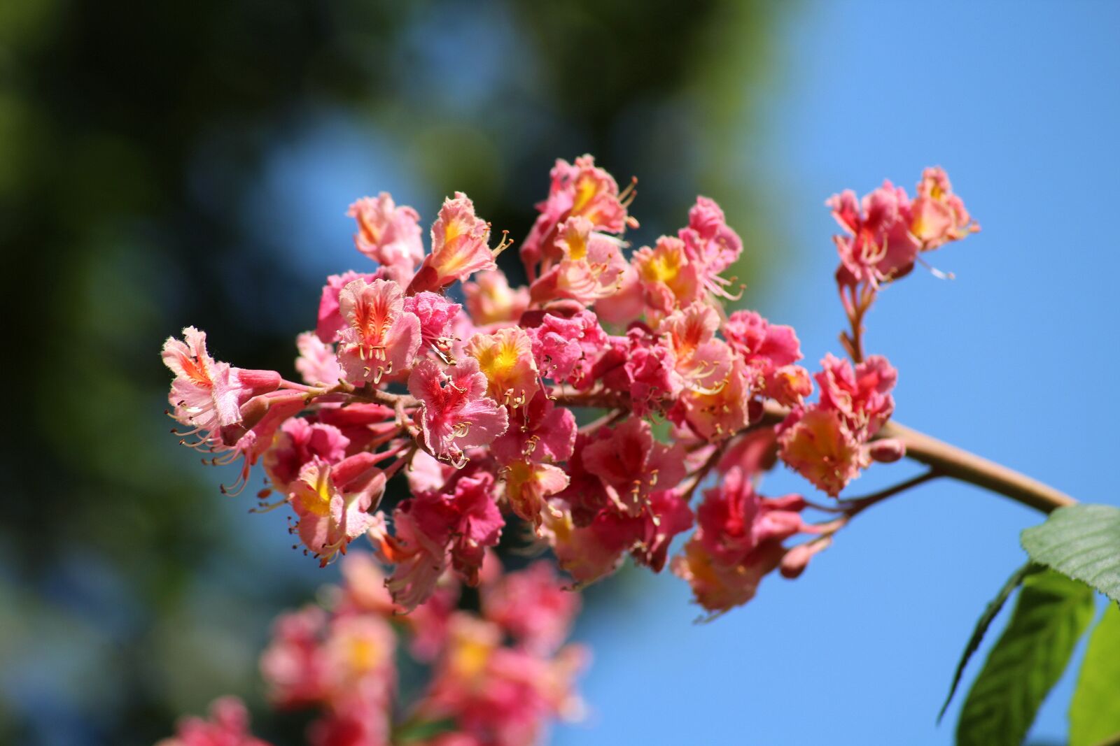 Canon EOS 1200D (EOS Rebel T5 / EOS Kiss X70 / EOS Hi) sample photo. Horse chestnut red, inflorescence photography
