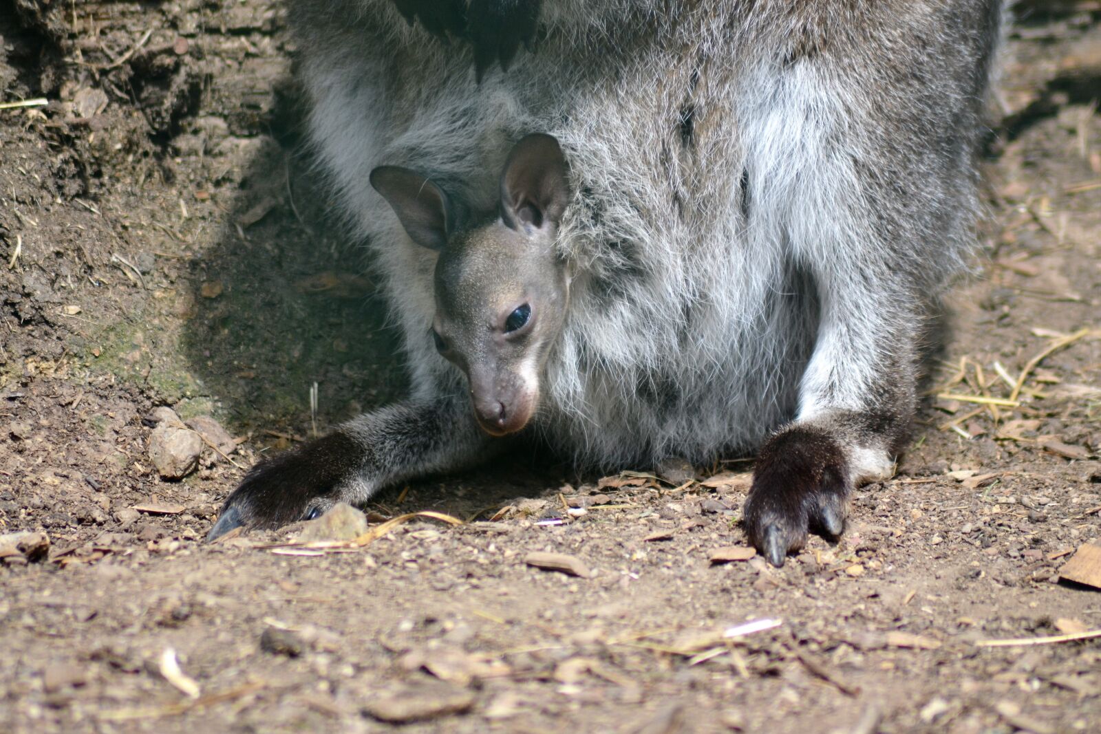 Nikon D3100 sample photo. Kangaroo, young, zoo photography