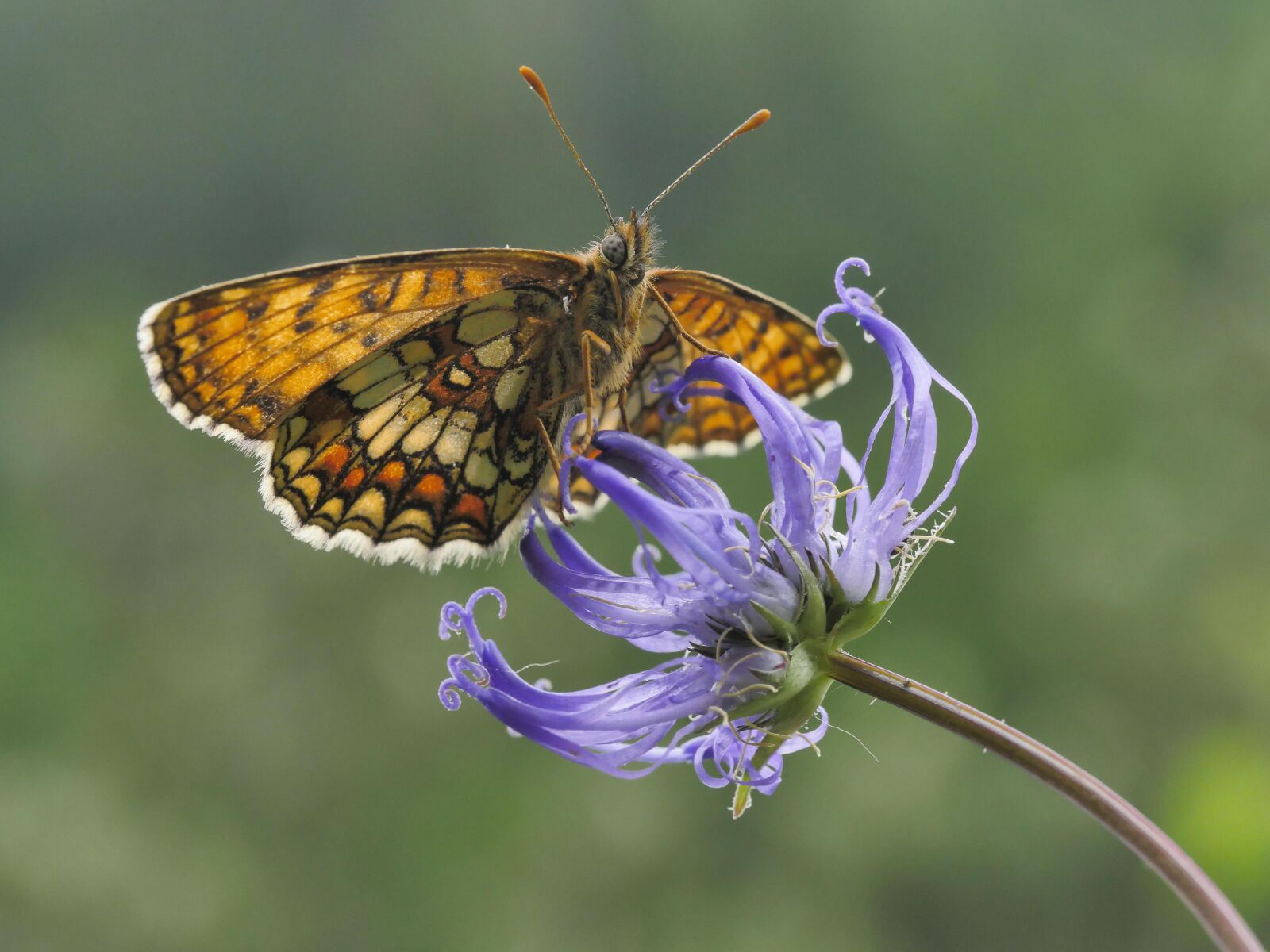 Panasonic Lumix DMC-GX8 sample photo. Western, fritillary, devil's claw photography