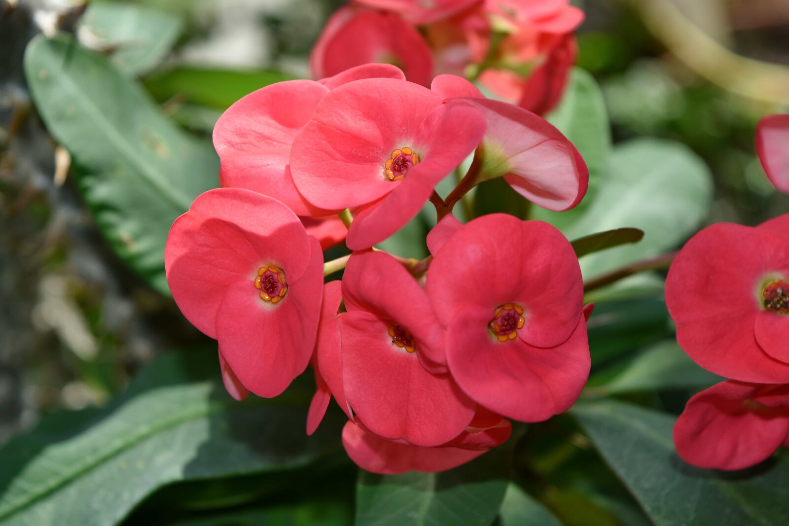 Nikon D5500 sample photo. Beautiful flowers, garden, flowers photography