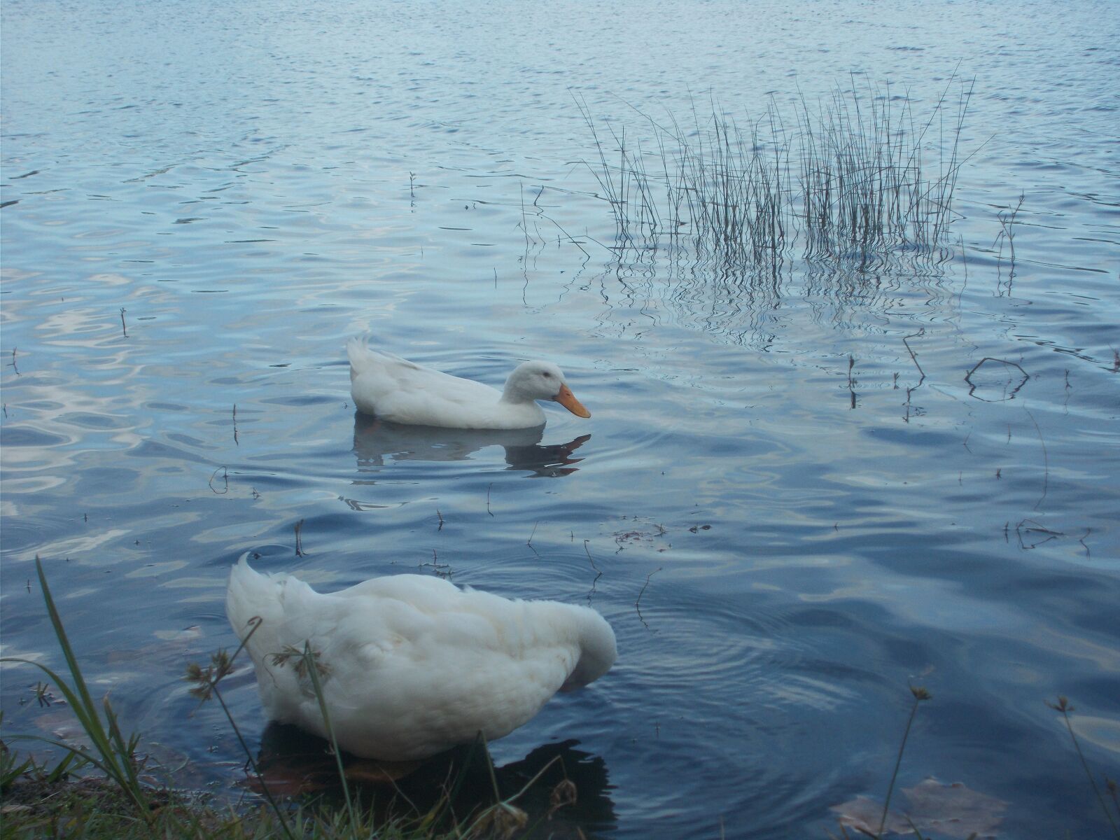 Nikon Coolpix A10 sample photo. Ducks, birds, nature photography