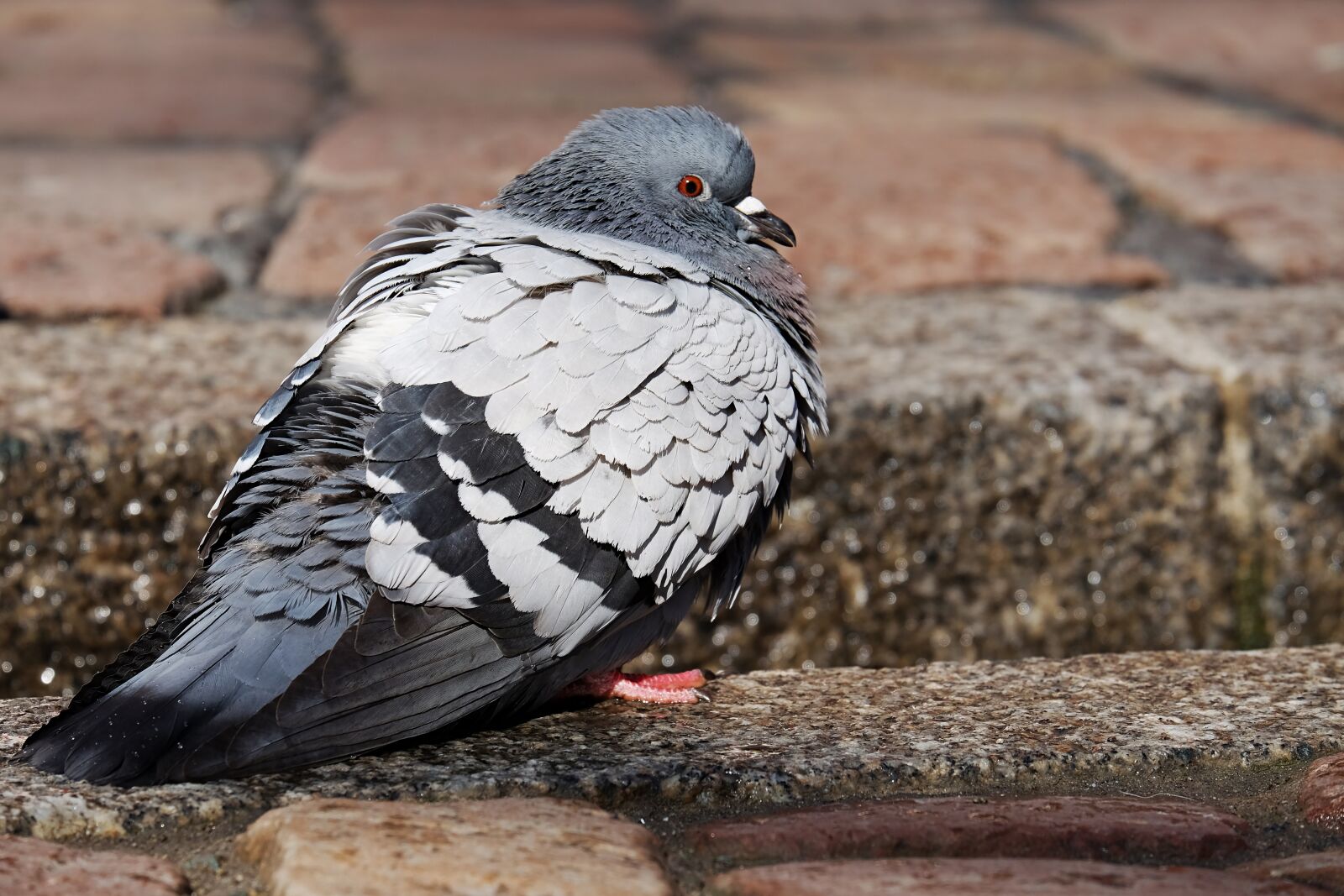 Fujifilm XF 55-200mm F3.5-4.8 R LM OIS sample photo. Dove, bird, sitting photography