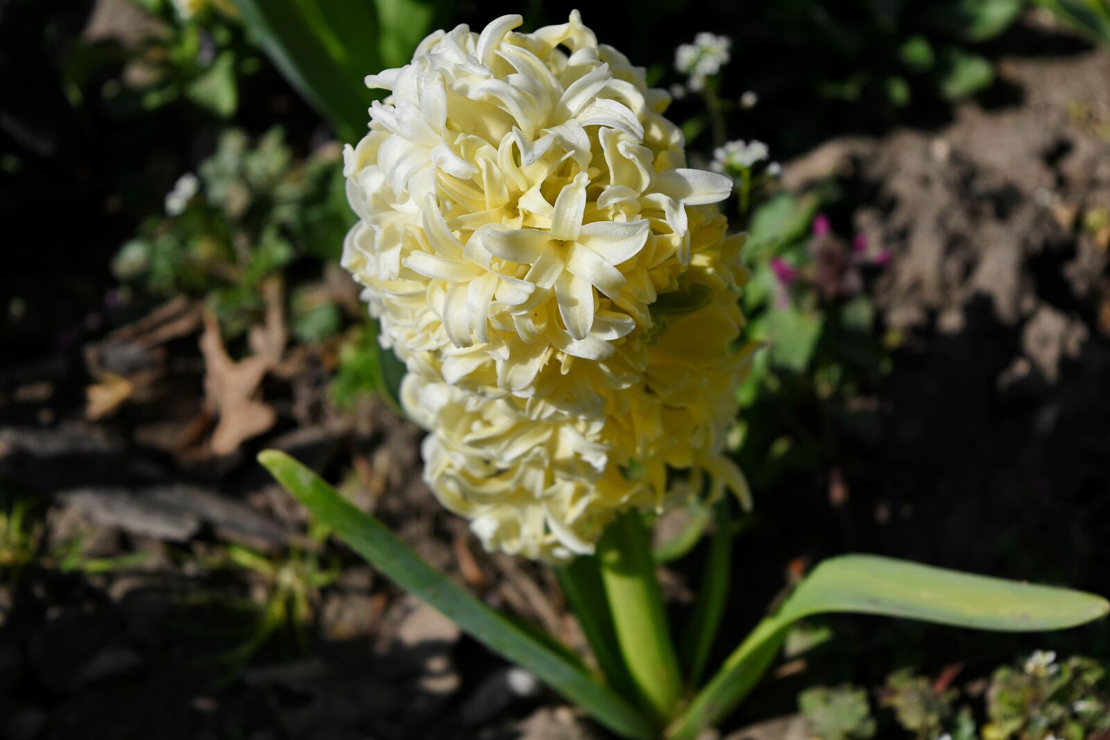 Nikon D5500 sample photo. Nature, flora, flowers, plant photography