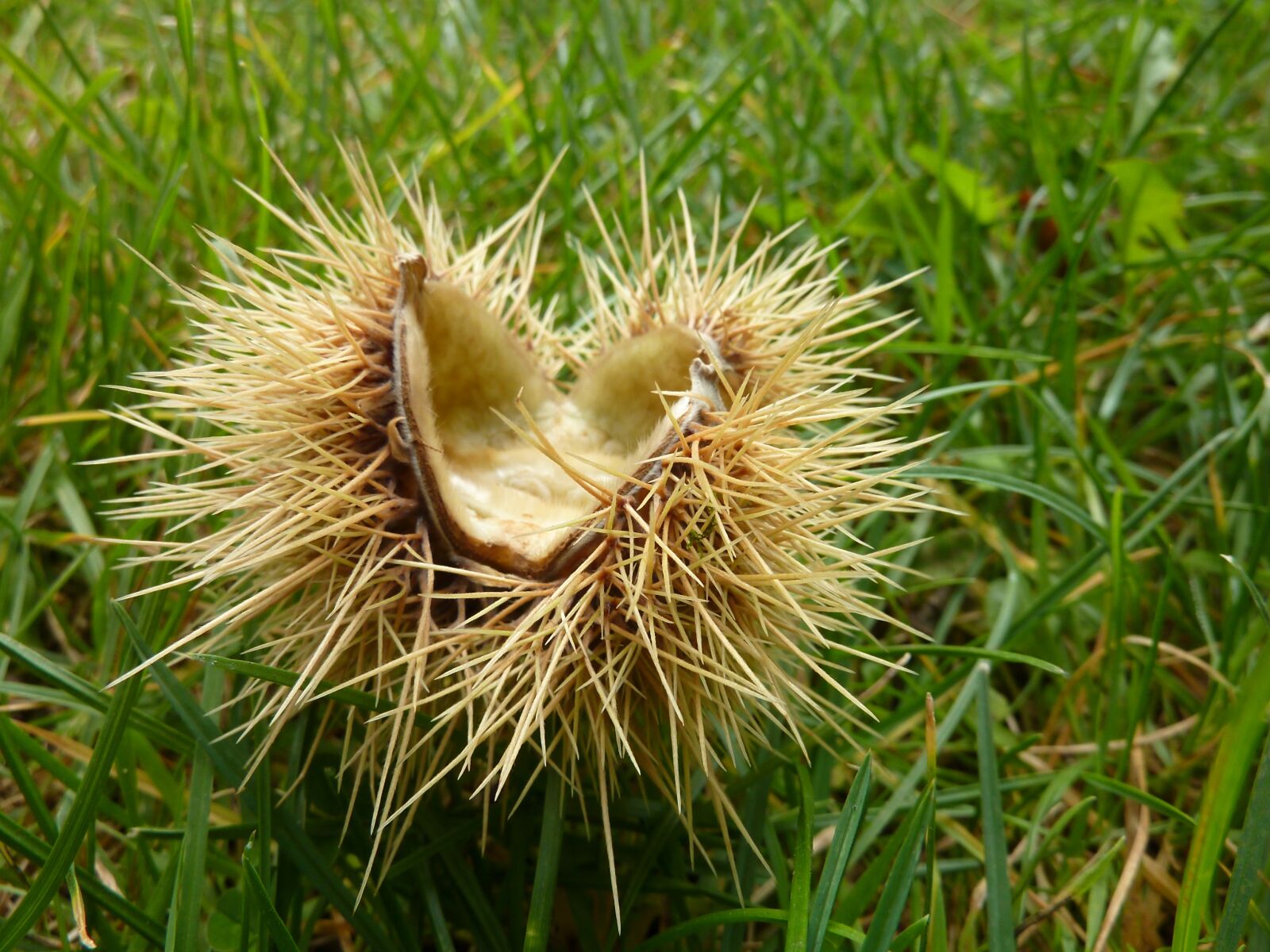 Panasonic DMC-TZ7 sample photo. Chestnut, spur, maroni photography
