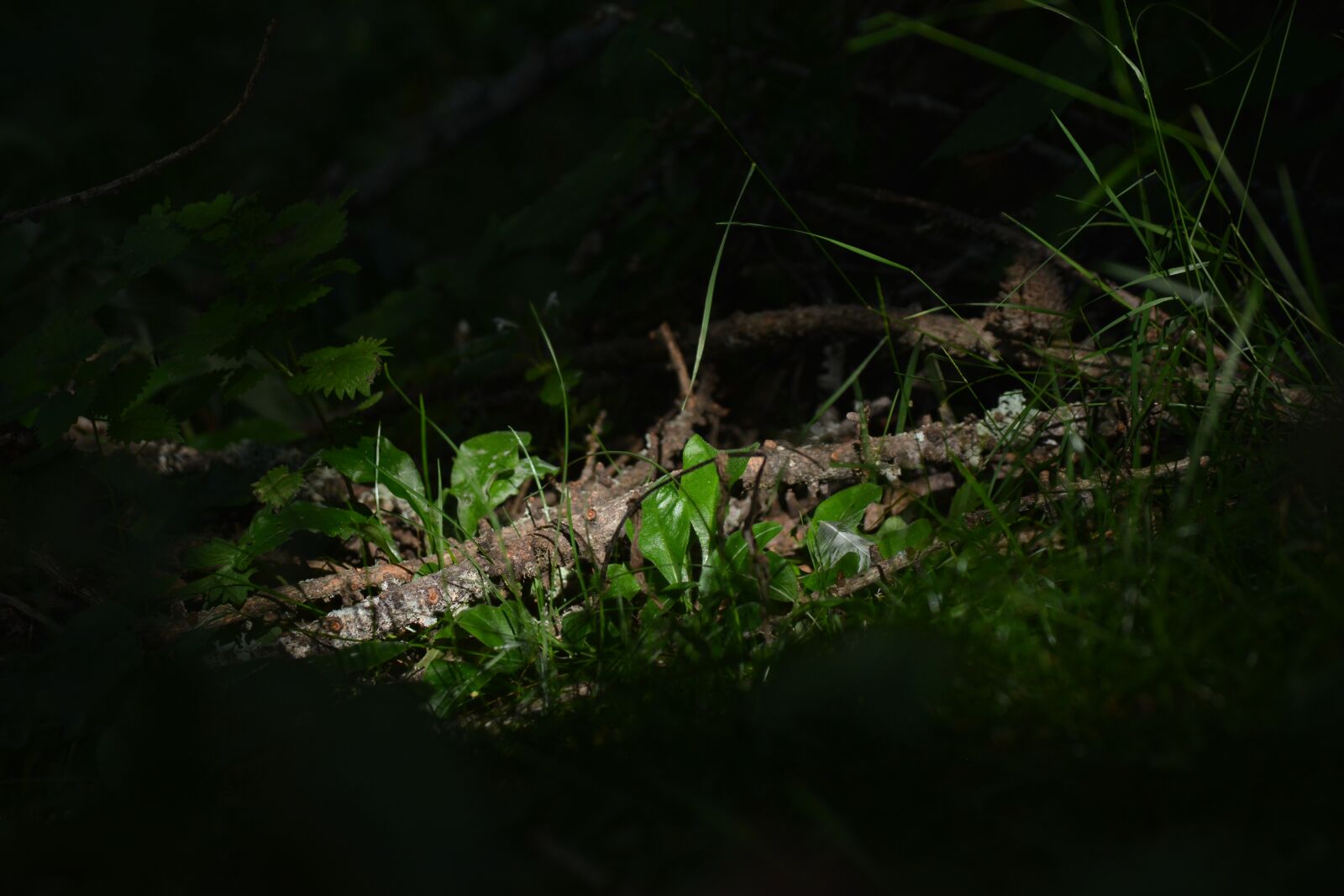 Nikon D5200 sample photo. Forest, nature, wood photography