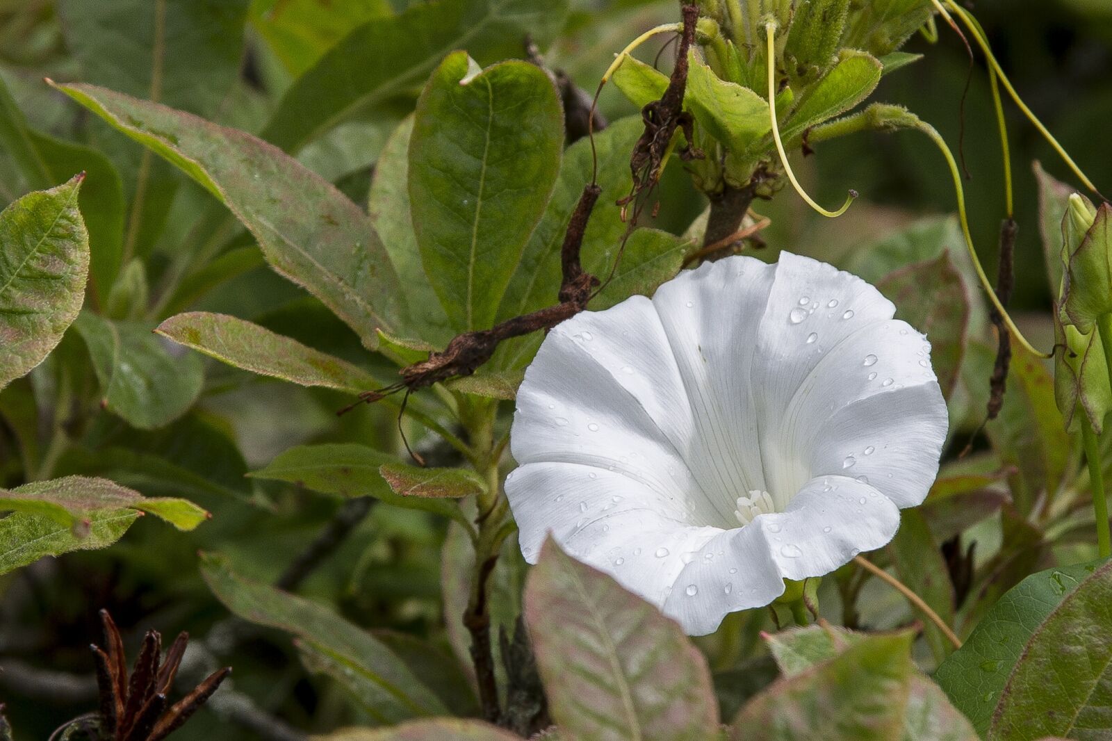 Canon EF 24-105mm F4L IS USM sample photo. White, flower, nature photography