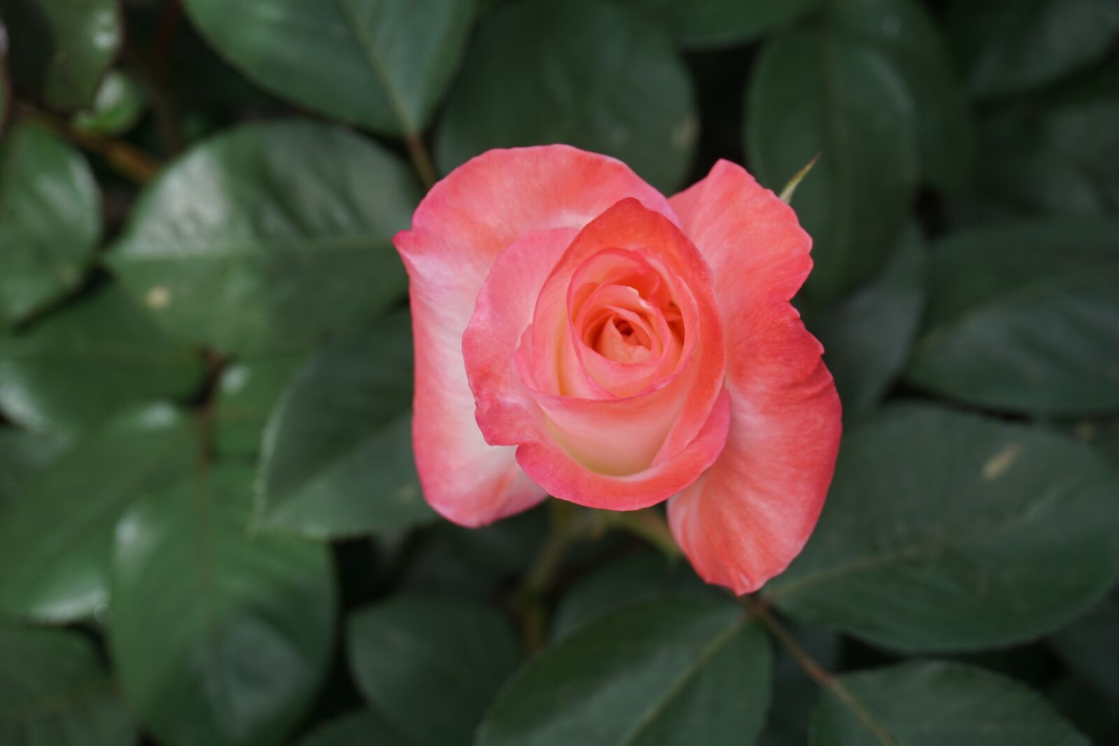 Sony a6000 sample photo. Rose, blossom, garden photography