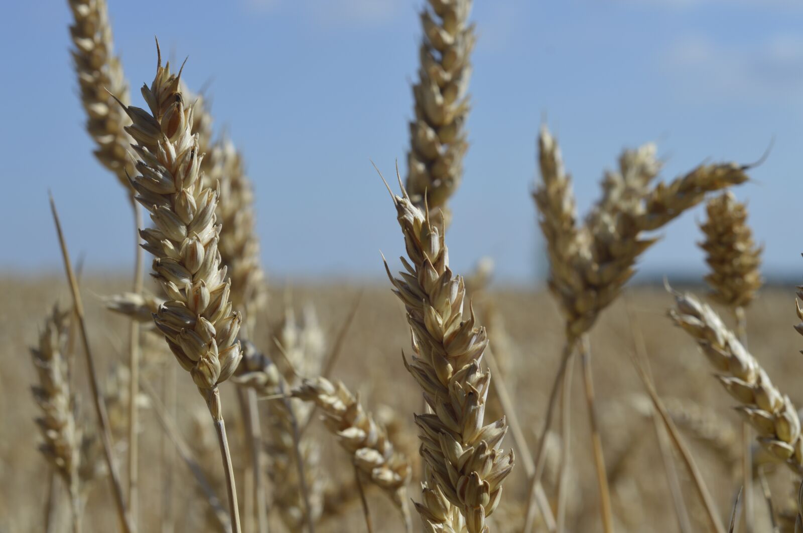 Nikon D3200 sample photo. Cereals, field, summer photography