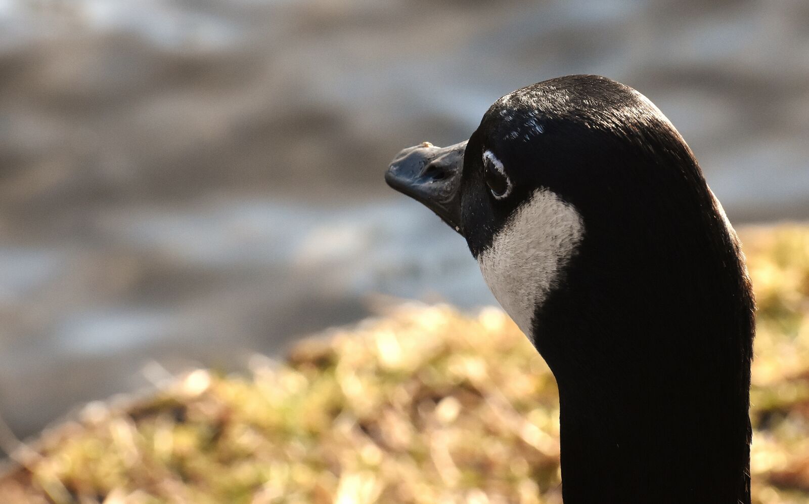 Nikon D7200 sample photo. Goose, water bird, wild photography