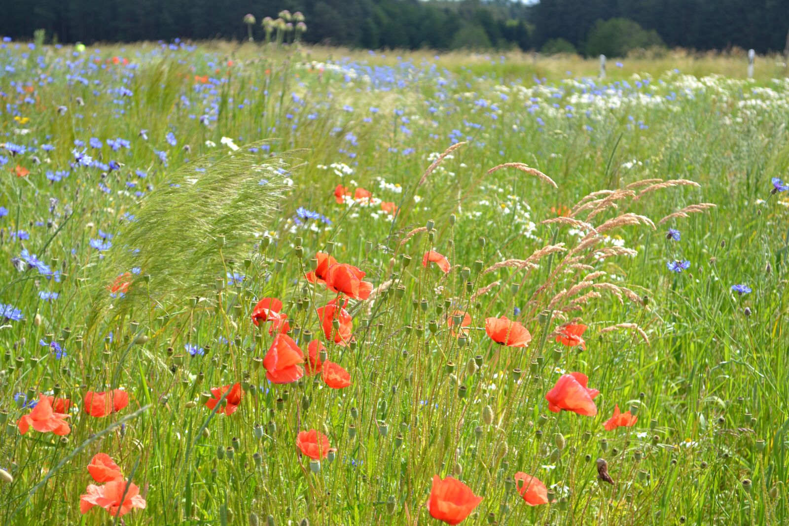 Nikon D3100 sample photo. Flower, poppy, meadow photography