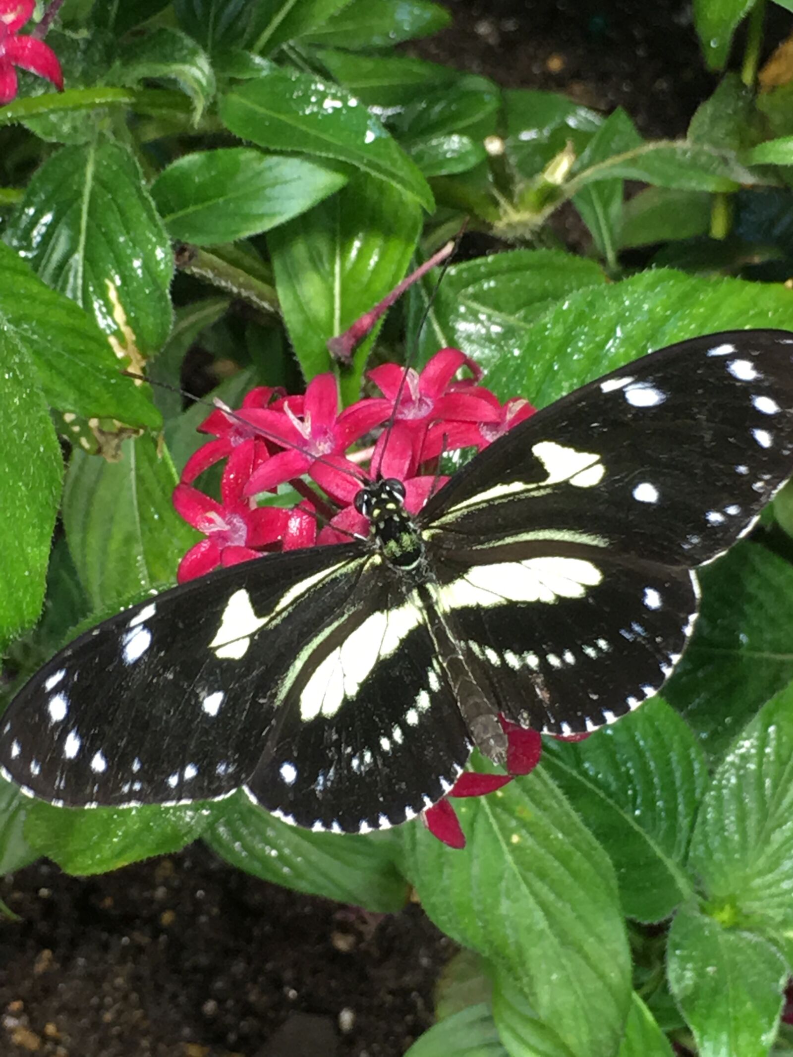 Apple iPhone 6s Plus sample photo. Butterfly, blackandwhite, pink photography