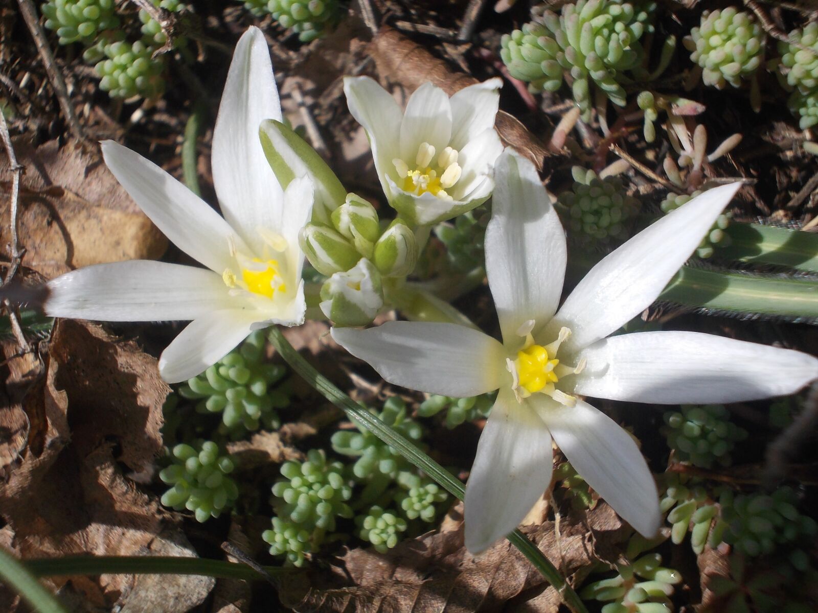 Nikon COOLPIX L23 sample photo. White, flowers, spring photography