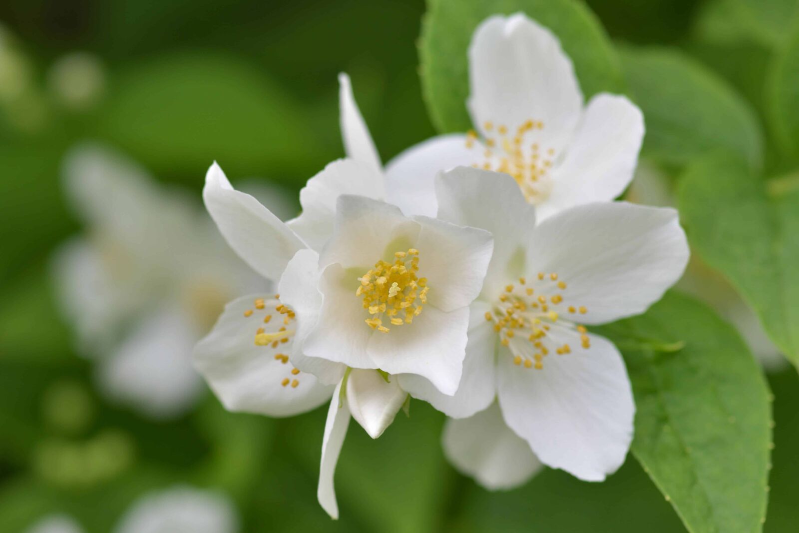 Nikon D500 sample photo. Flower, leaf, nature, flora photography