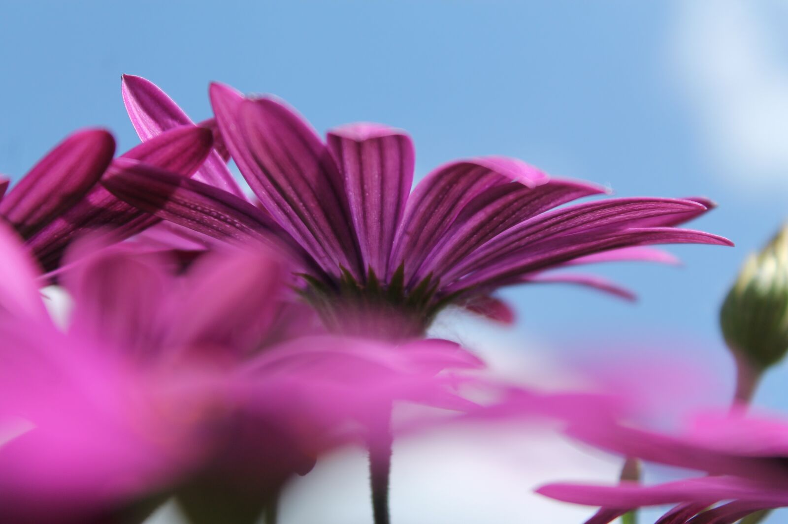 Canon EOS 1100D (EOS Rebel T3 / EOS Kiss X50) sample photo. Purple flower, blue sky photography