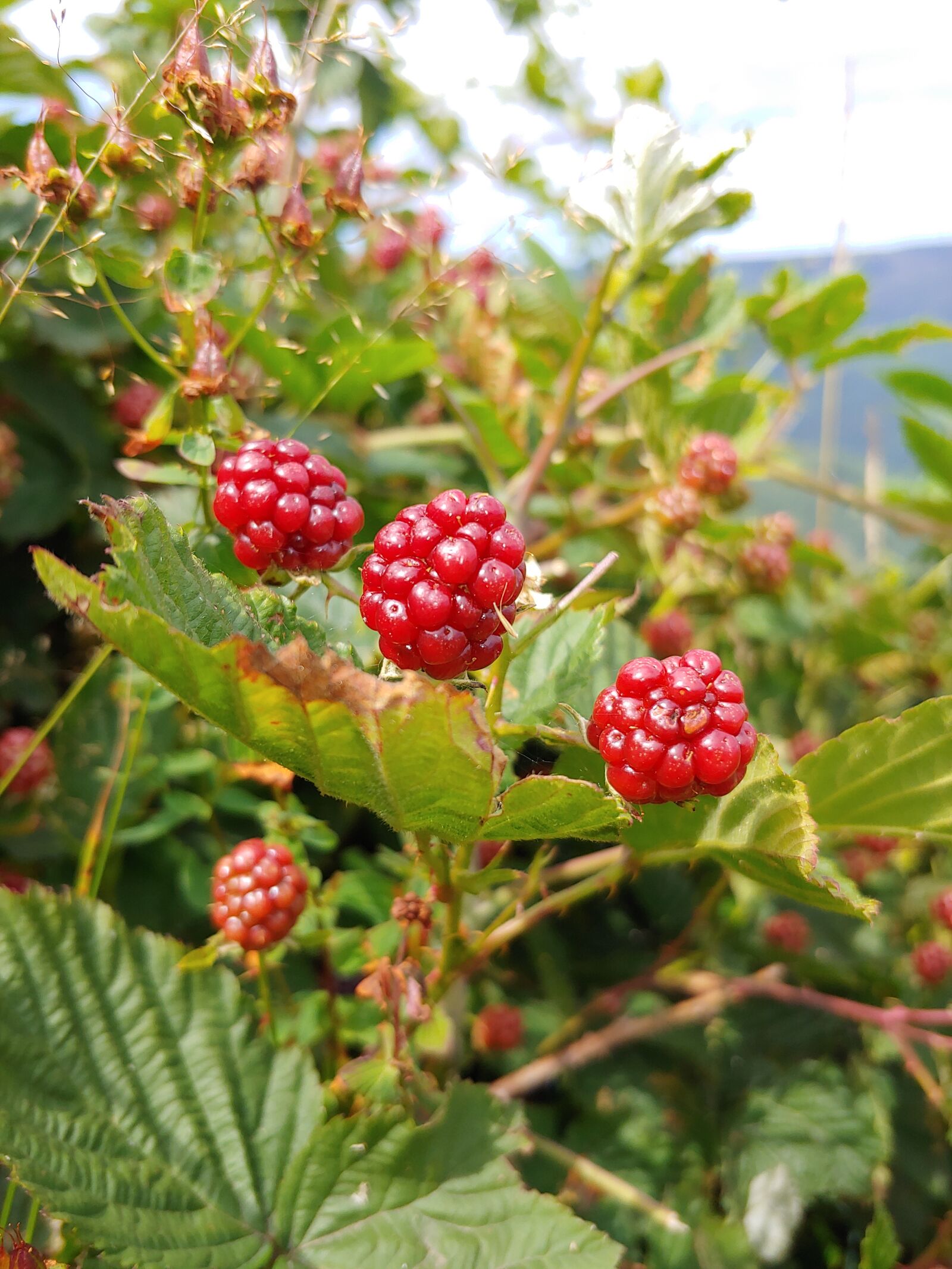 LG G7 THINQ sample photo. Blackberries, fruit, immature photography