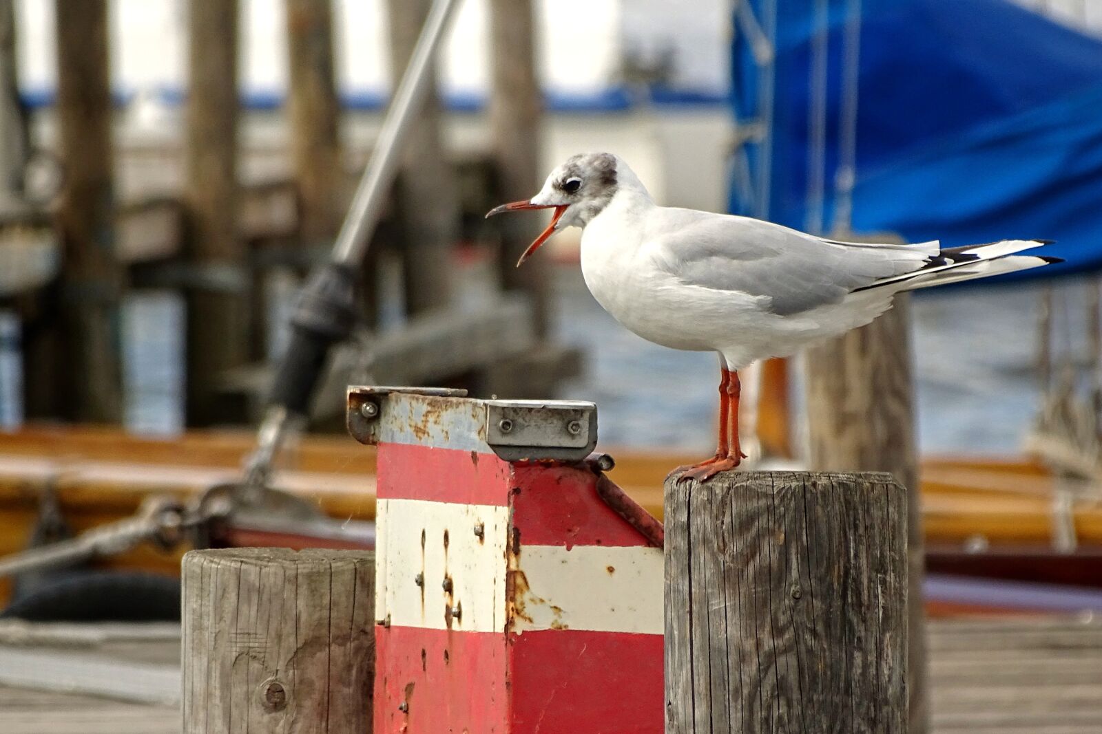 Sony Cyber-shot DSC-HX400V sample photo. Seagull, steinhuder sea, steinhude photography