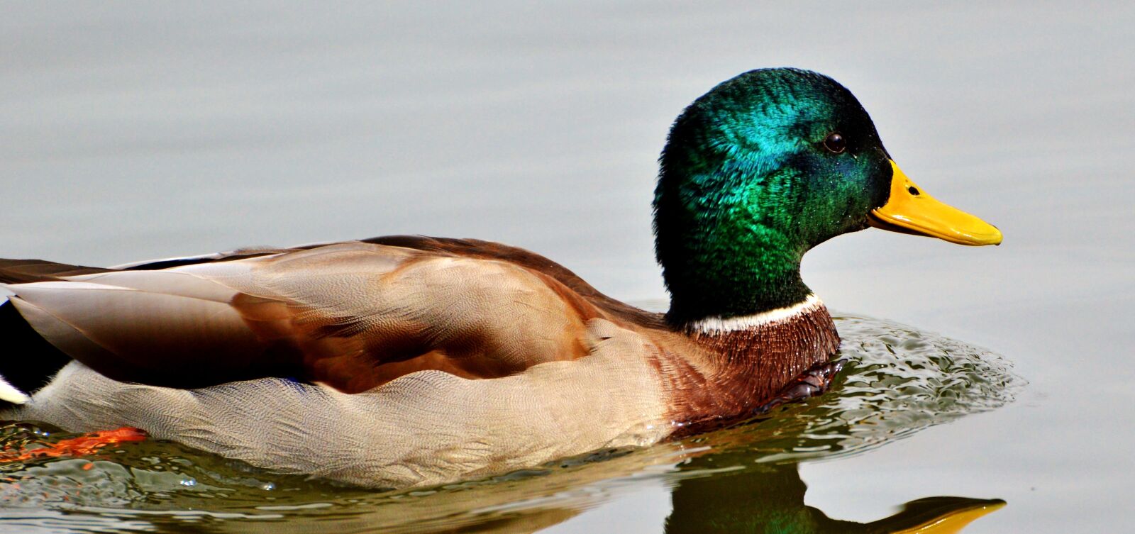 Nikon D3200 sample photo. Ducks, waterfowl, mallard photography